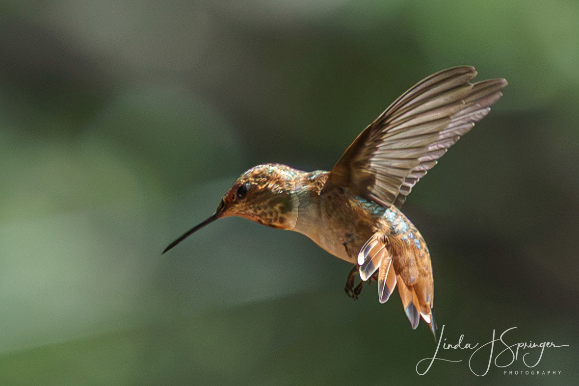 Allen's Hummingbird