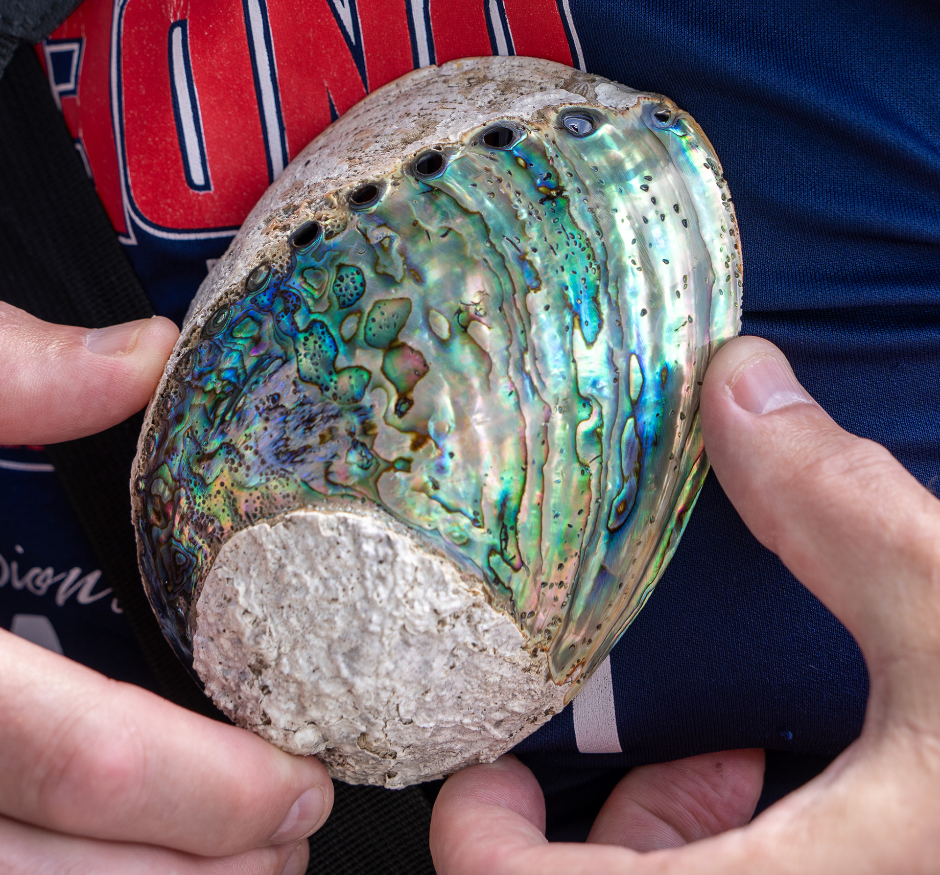 Paua Shell