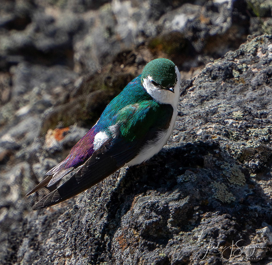 Violet-Green Swallow