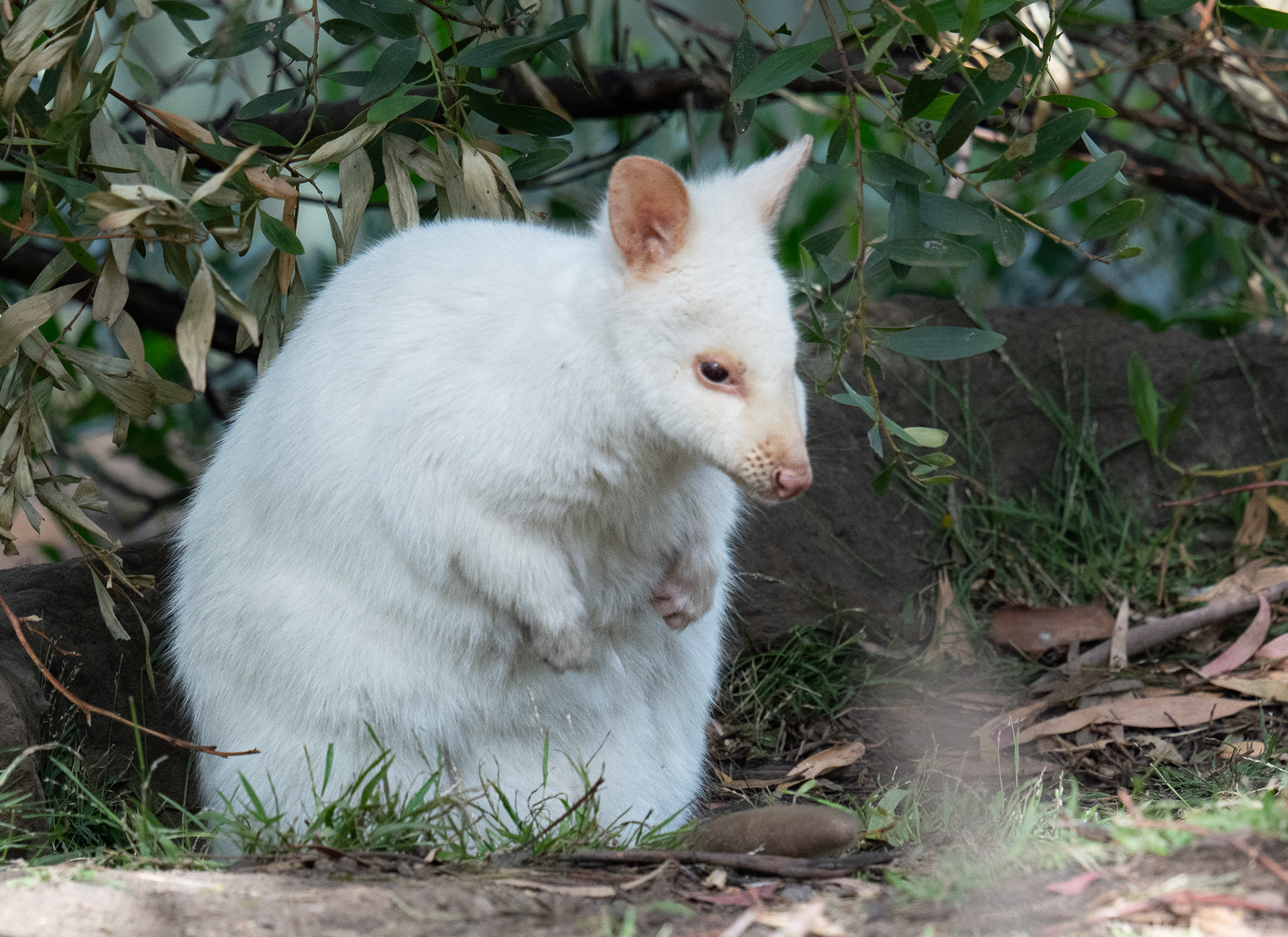 Albino male Pademelon at Bonorong Wildlife Sanctuary