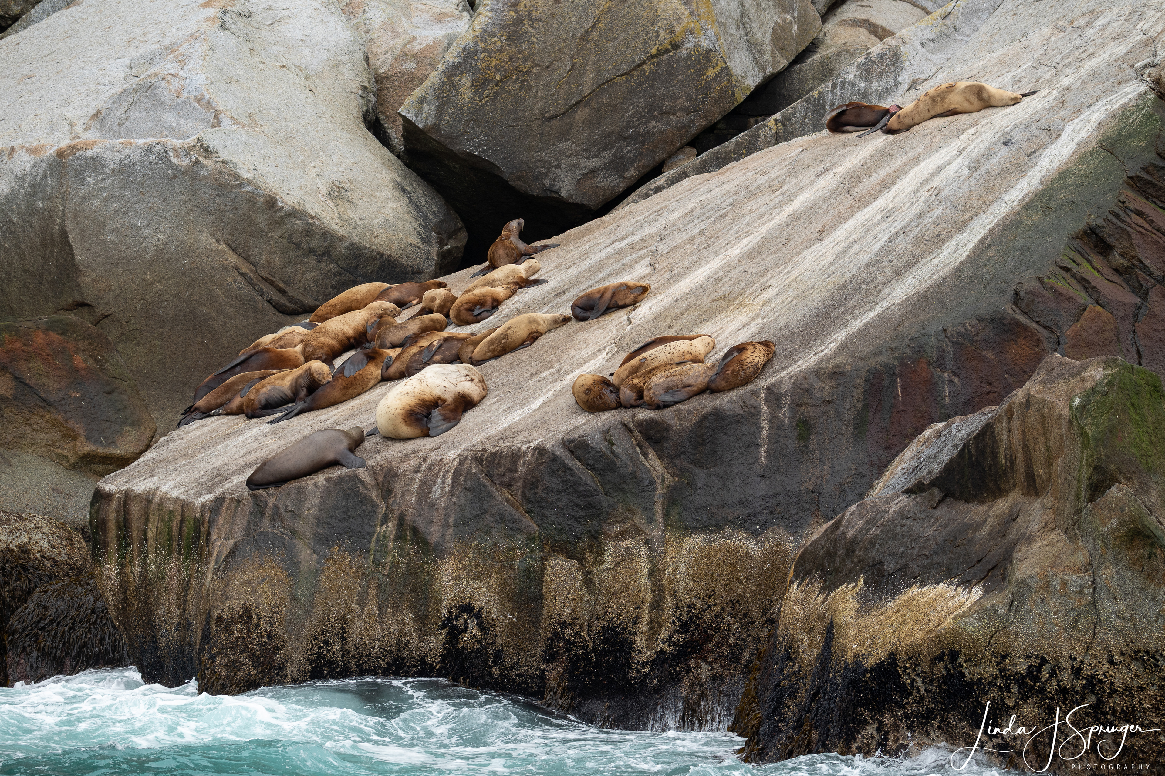Steller Sea Lions