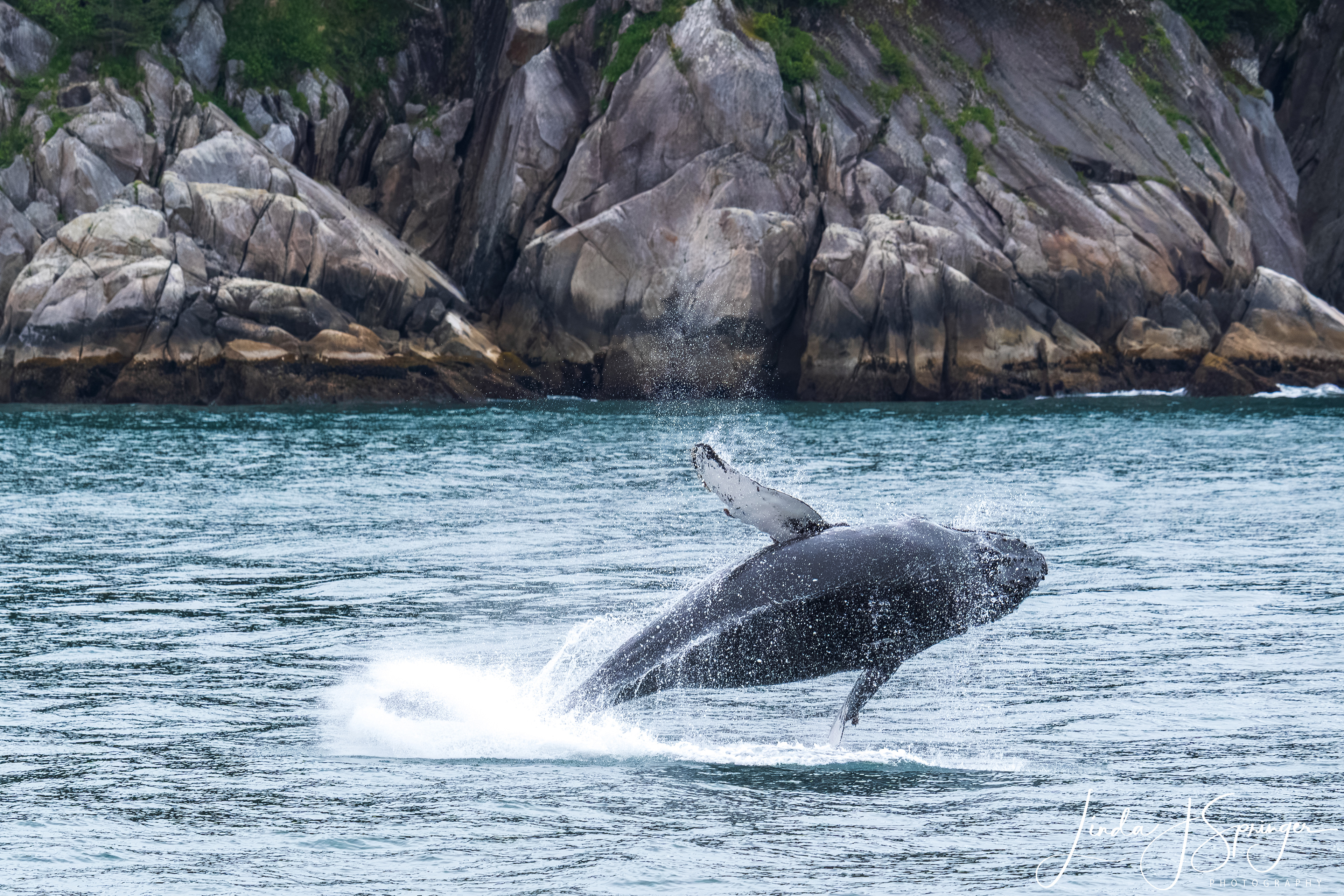 Humpback Whale - breaching