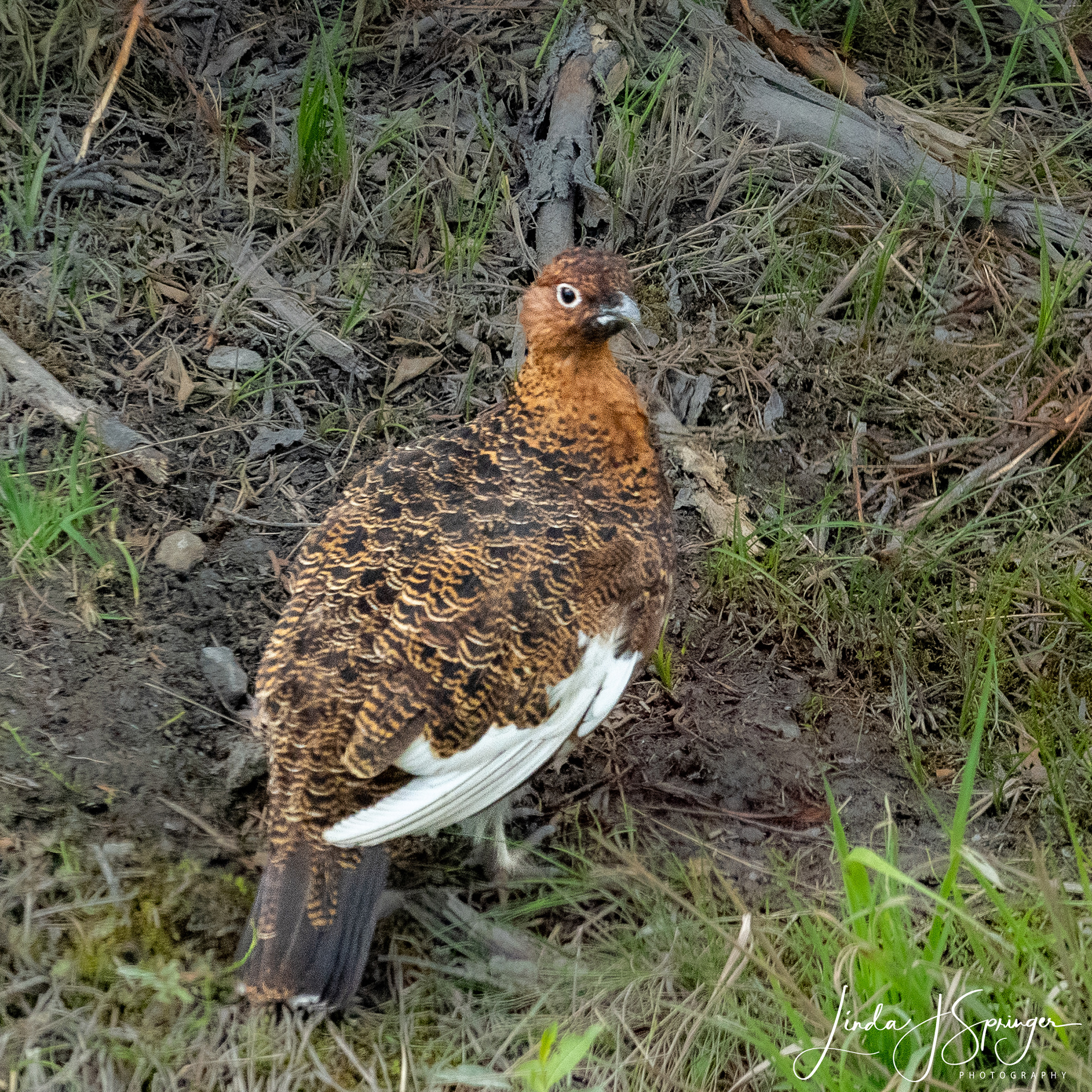 Willow Ptarmigan - Alaska's state bird