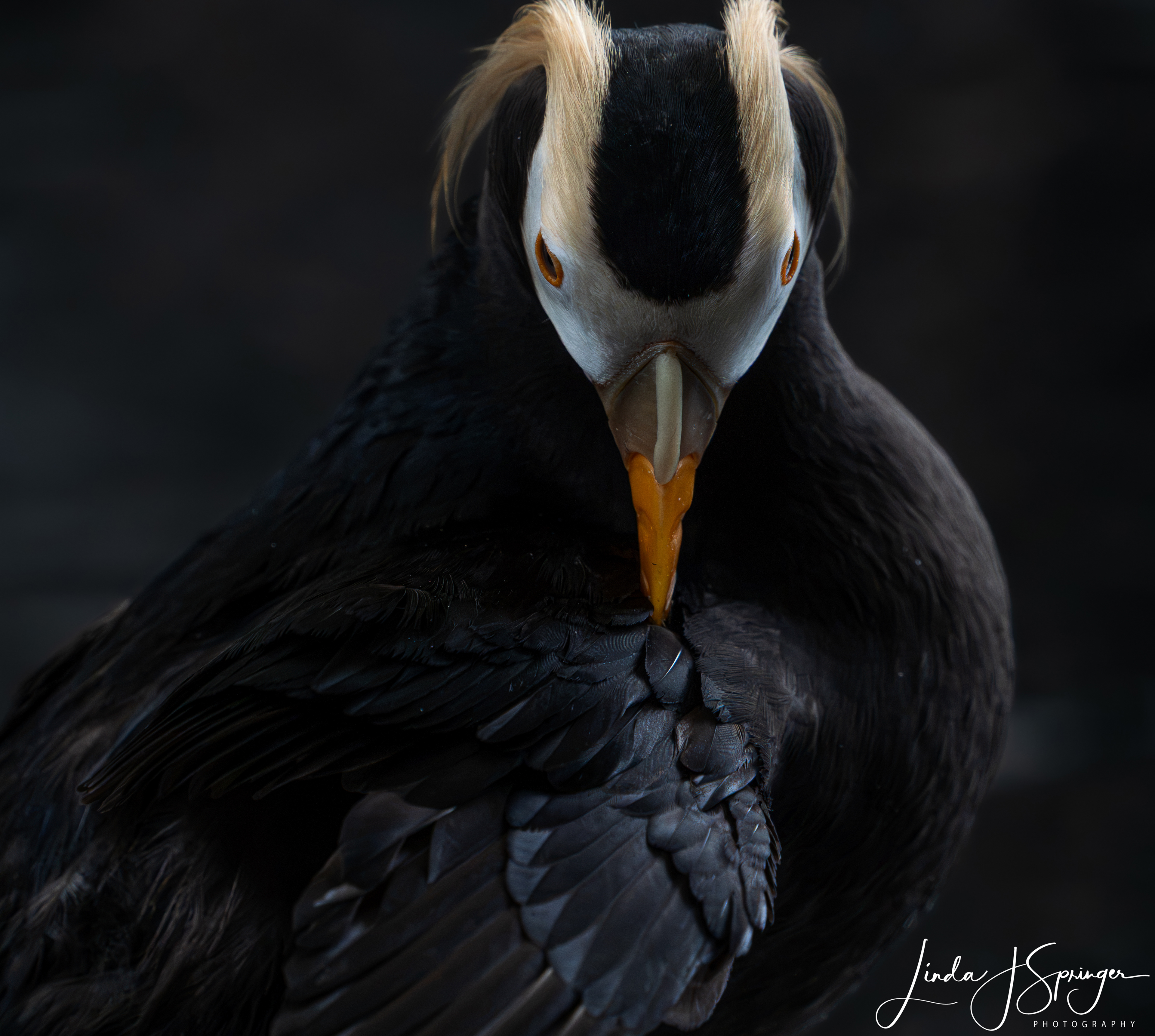 Tufted Puffin