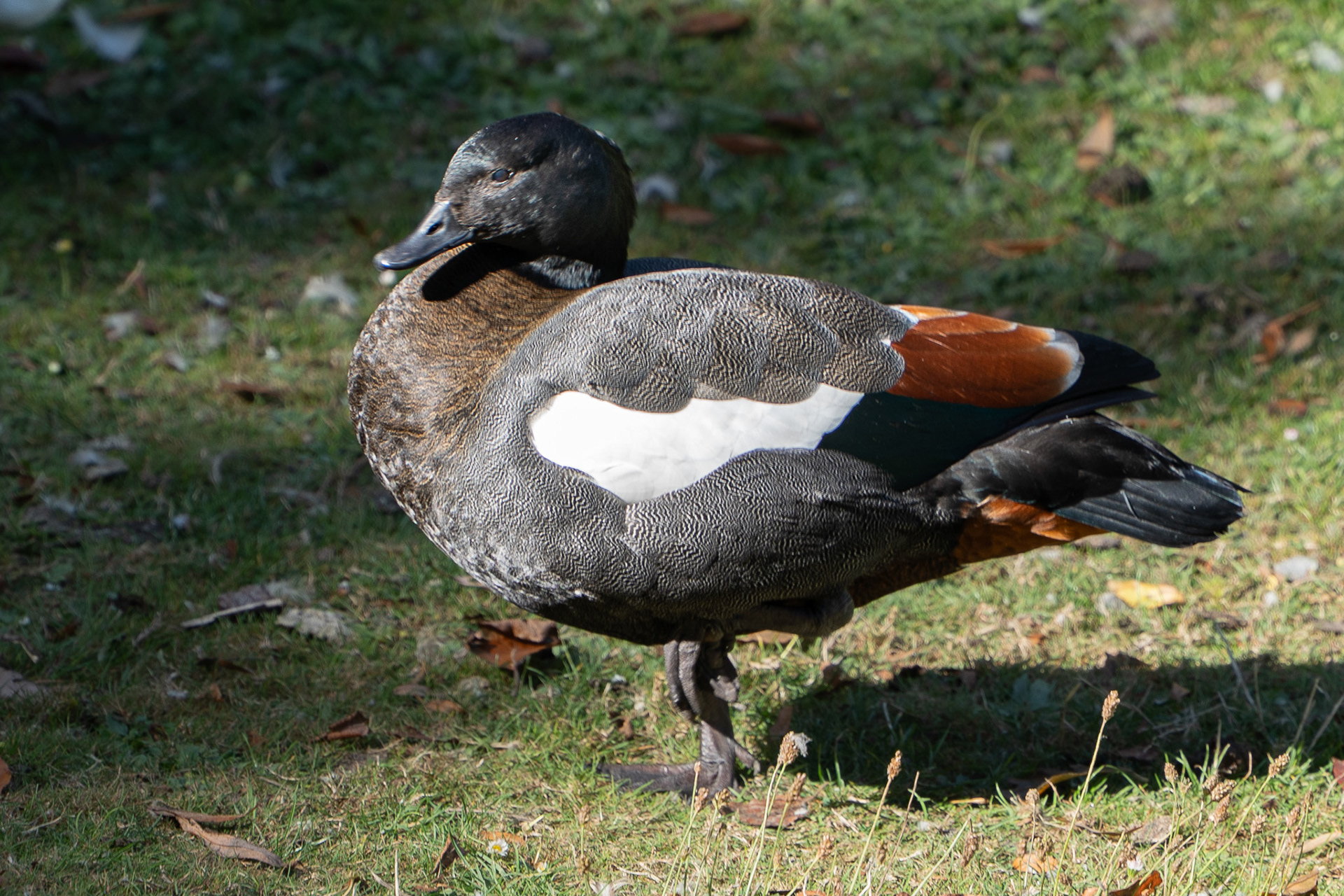 Paradise Shelduck
