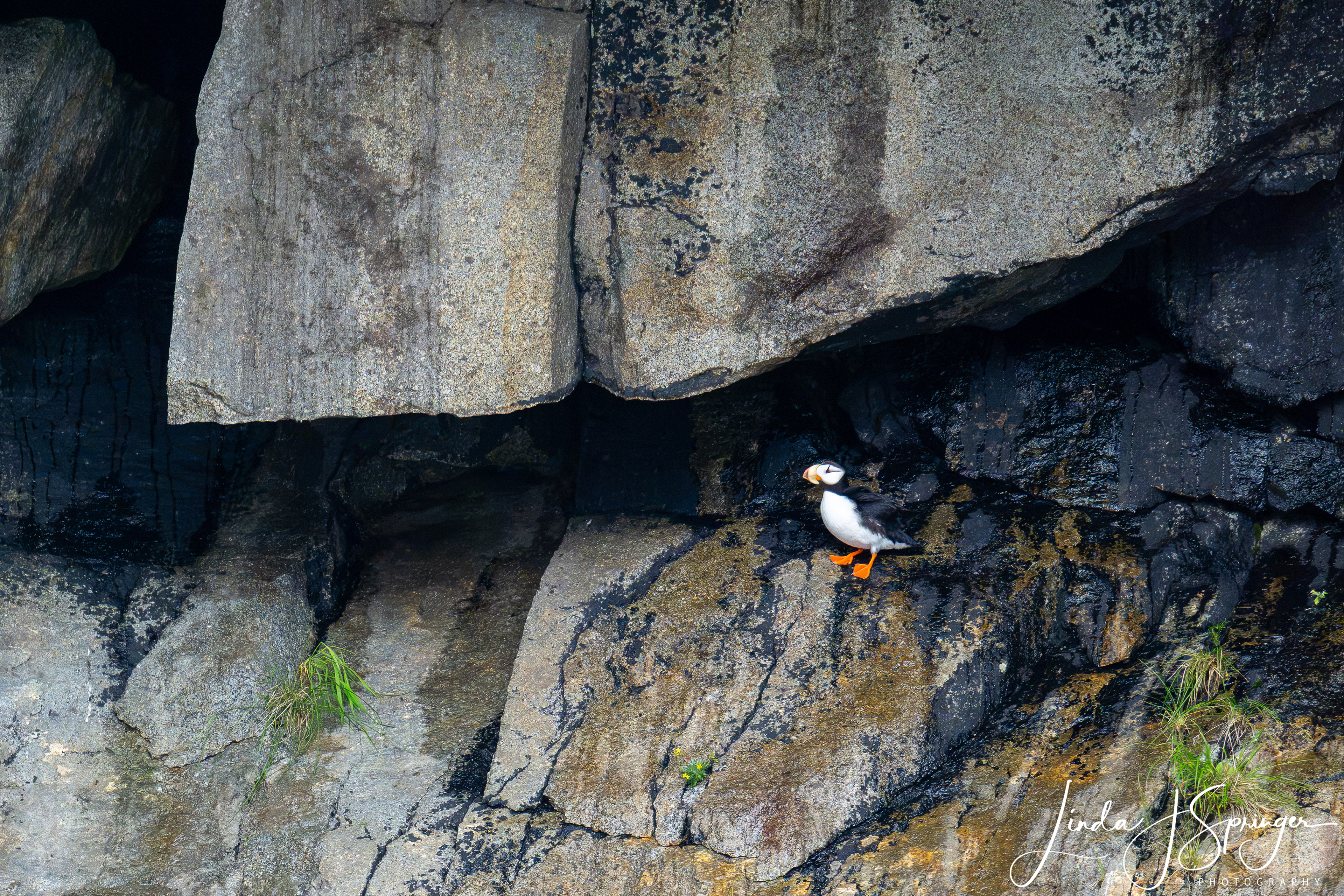 Horned Puffin