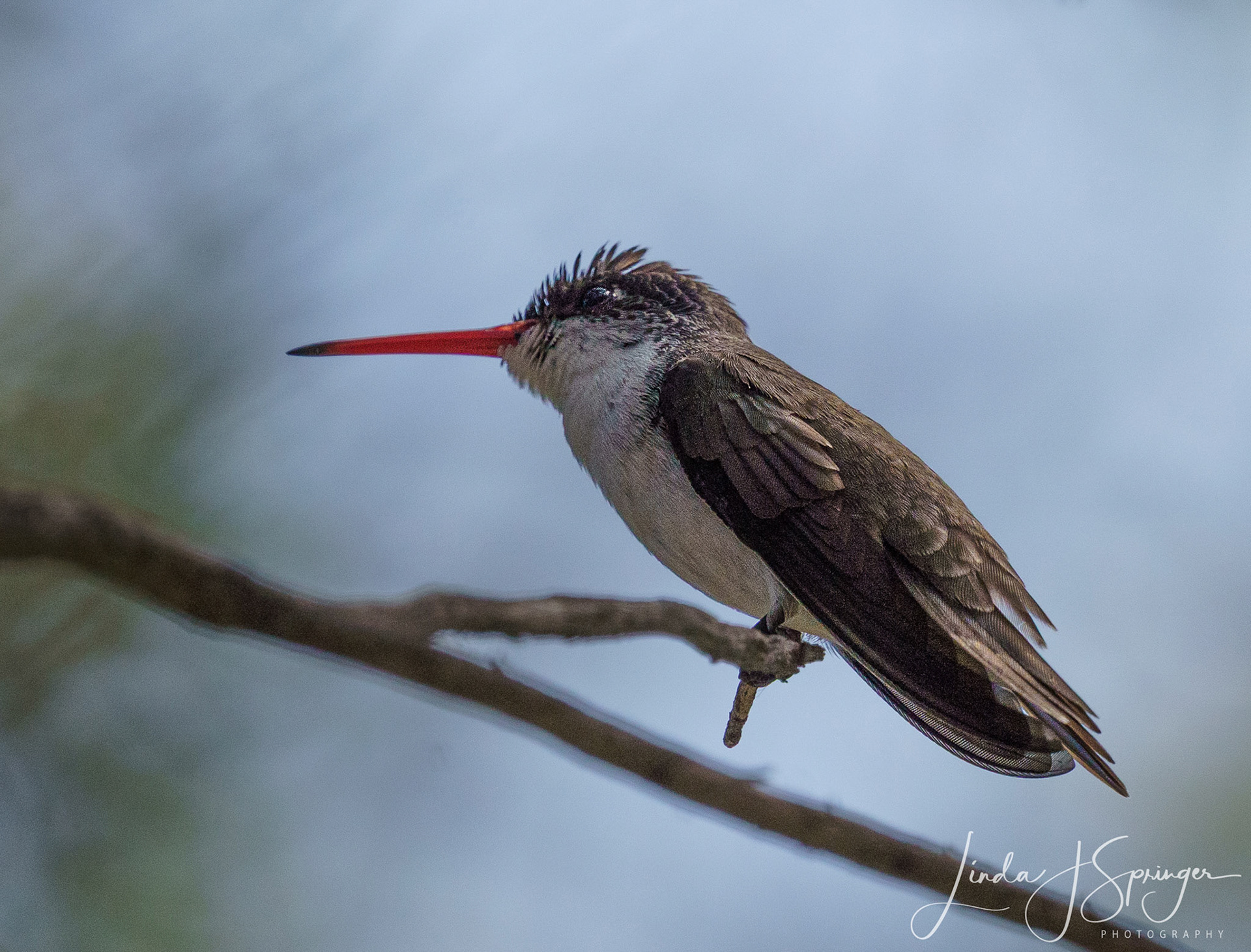 Violet-Crowned Hummingbird