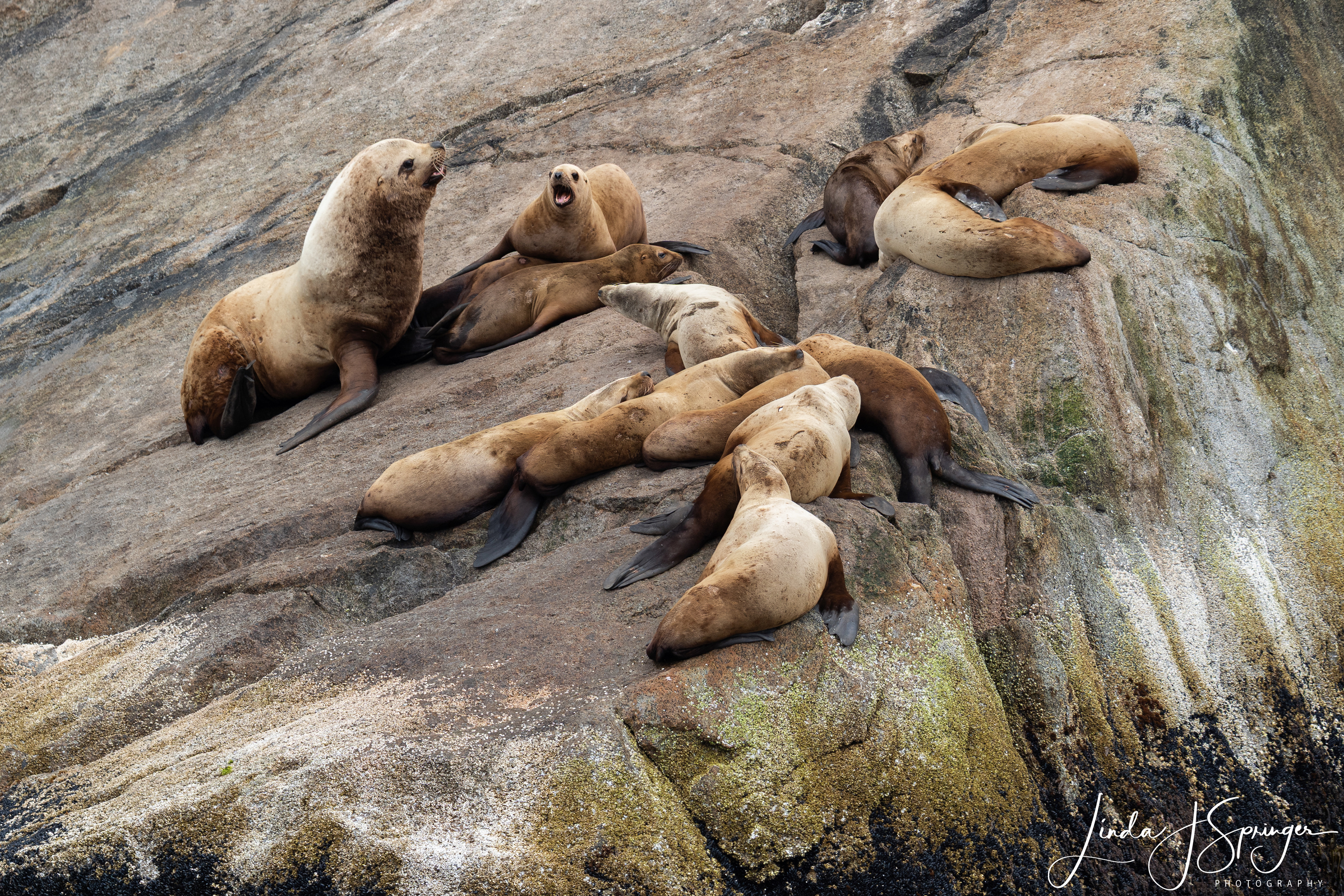 Steller Sea Lions
