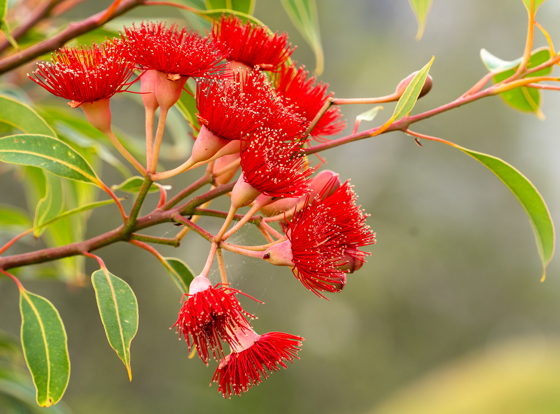 Royal Botanic Gardens