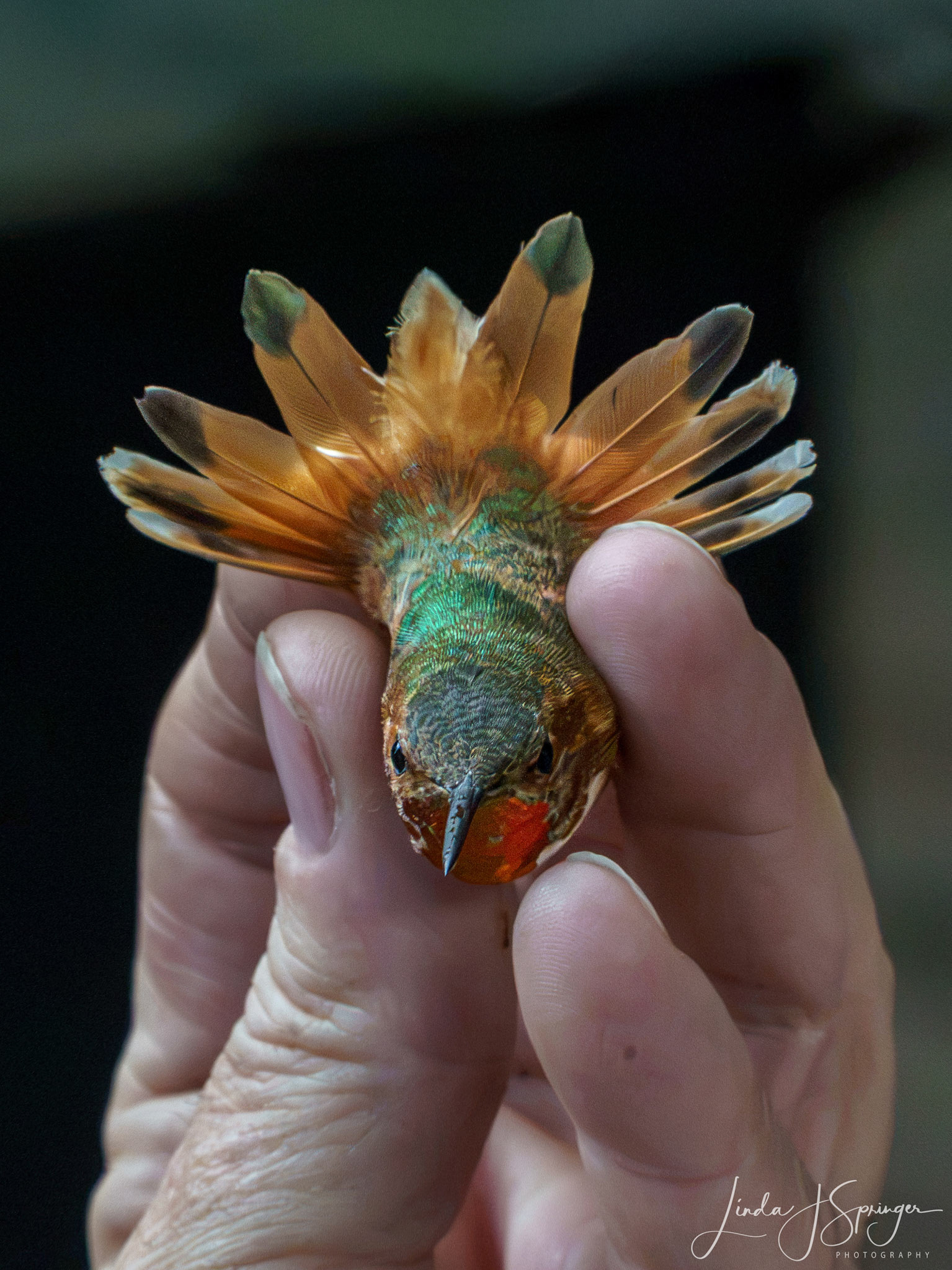 Allen's Hummingbird during banding session