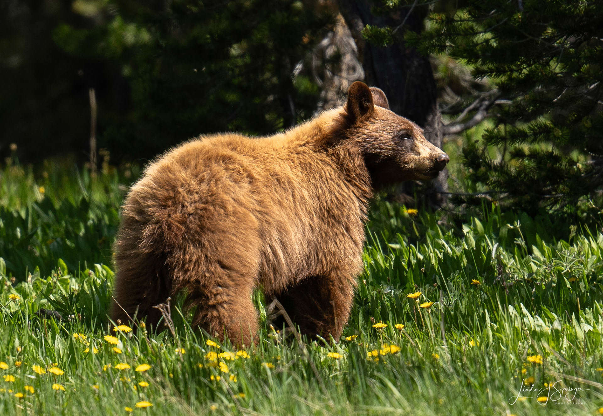 Black Bear