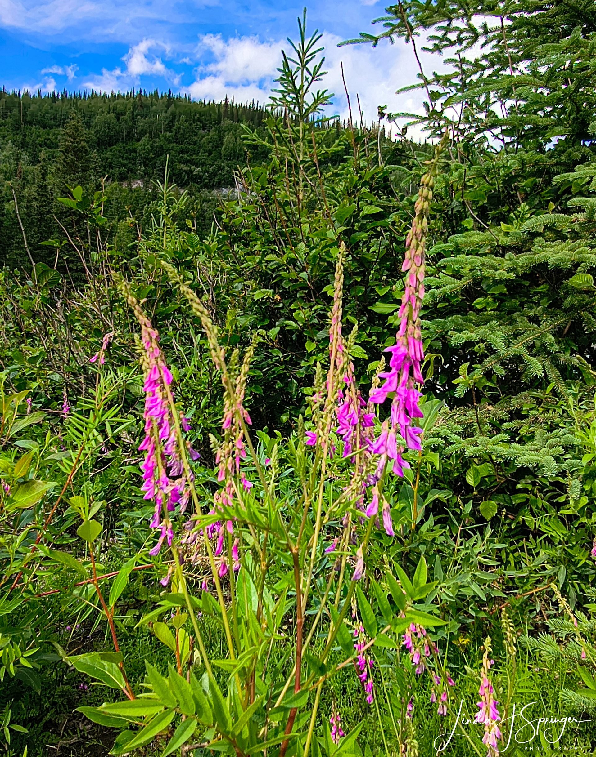 Fireweed