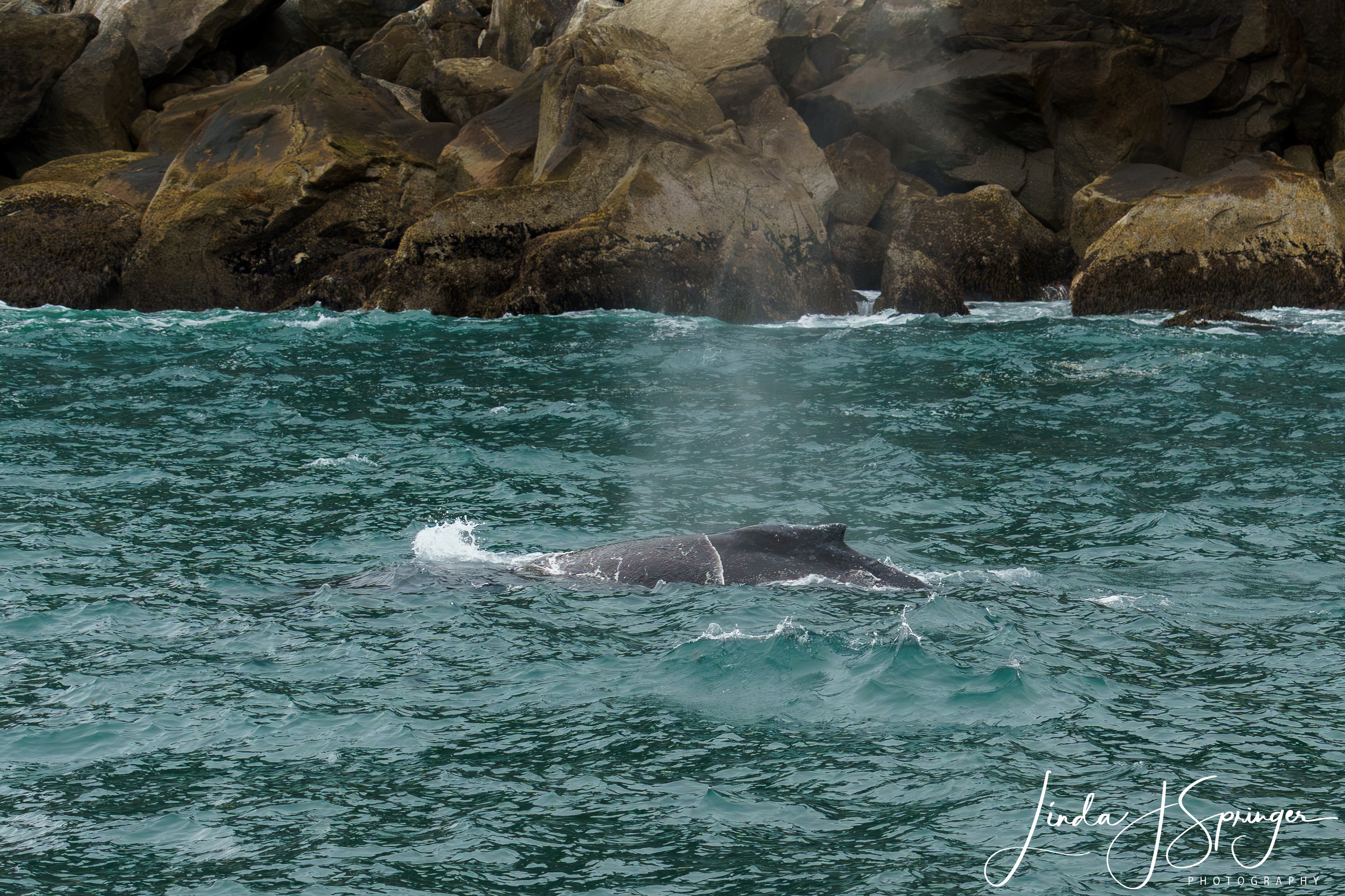 Humpback Whale