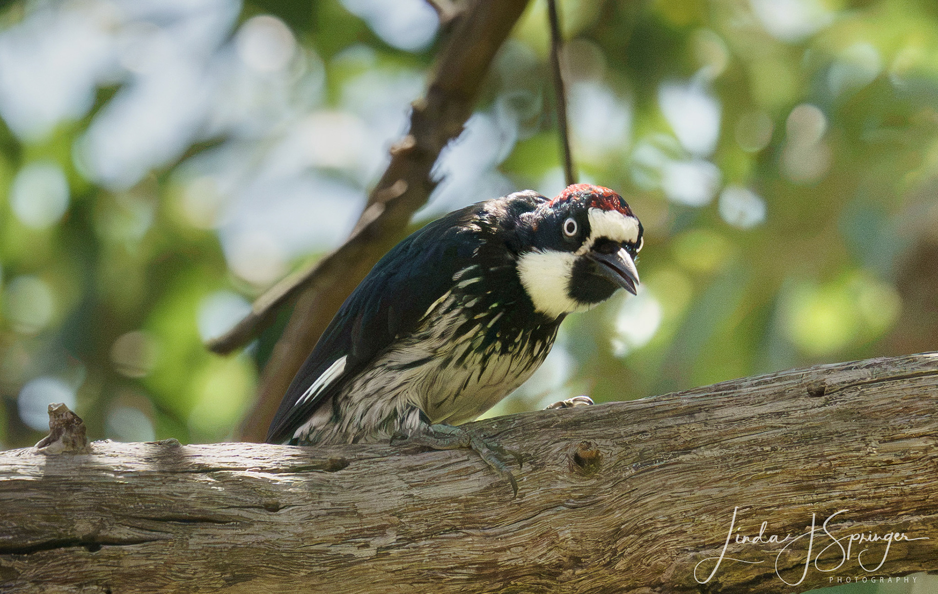 Acorn Woodpecker