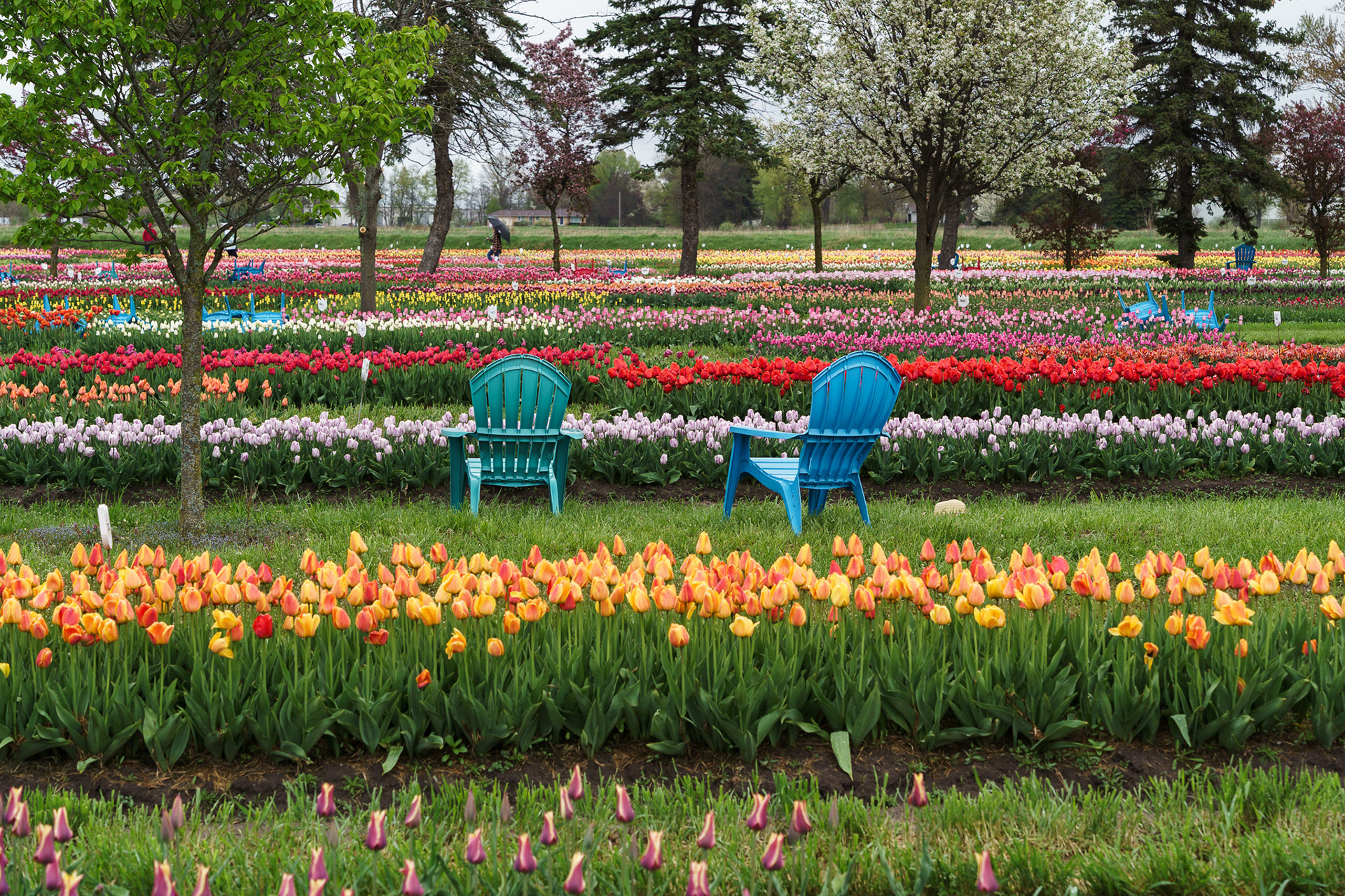Tulip Farm in Holland, MI