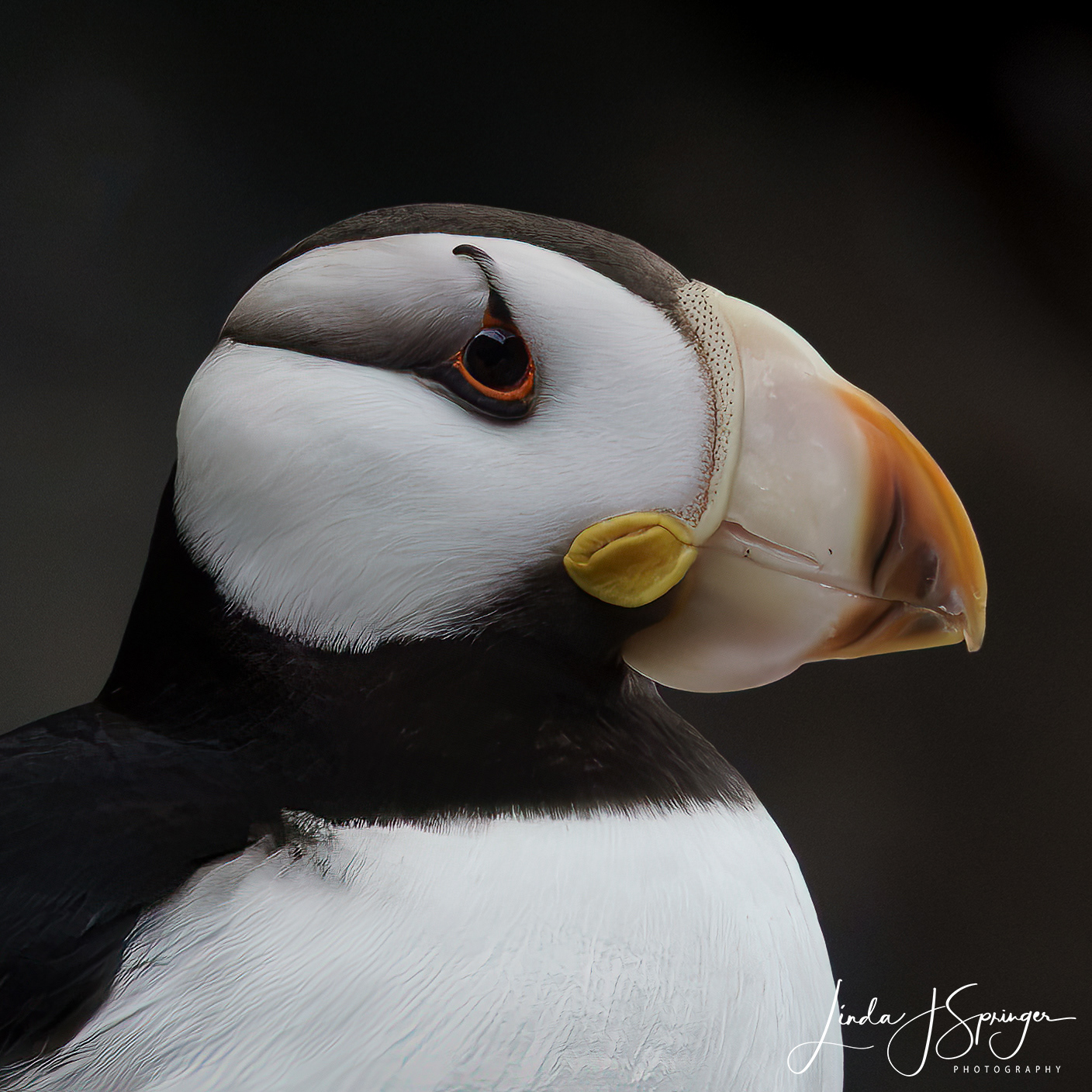 Horned Puffin
