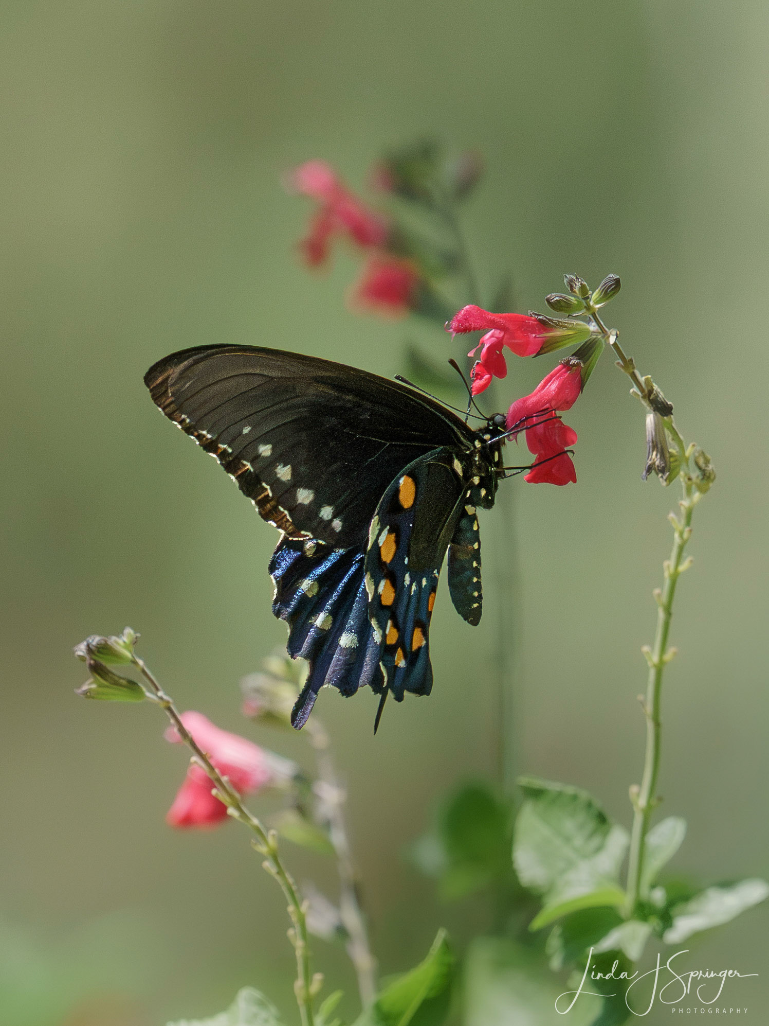 Pipevine Swallowtail