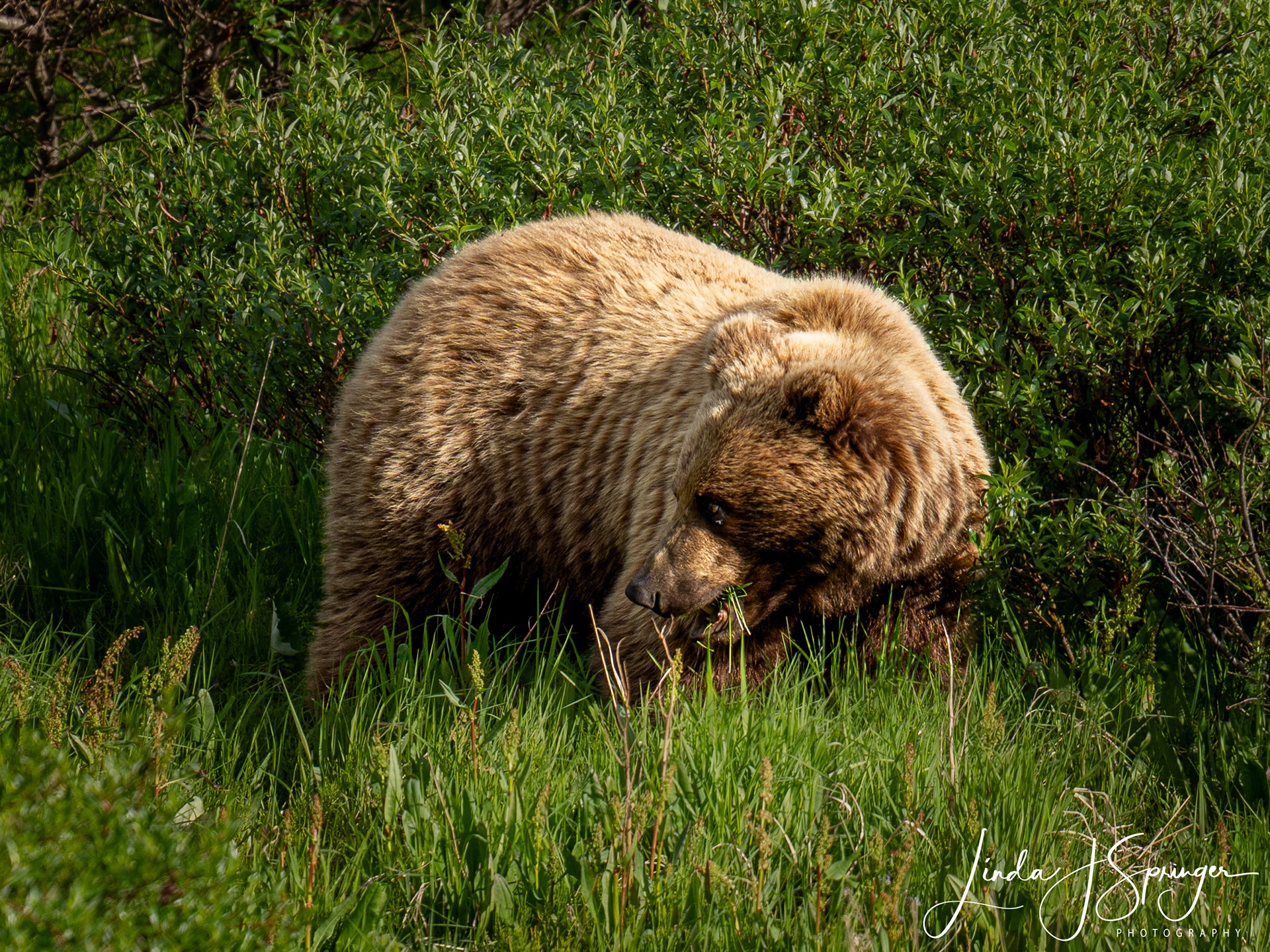 Grizzly Bear
