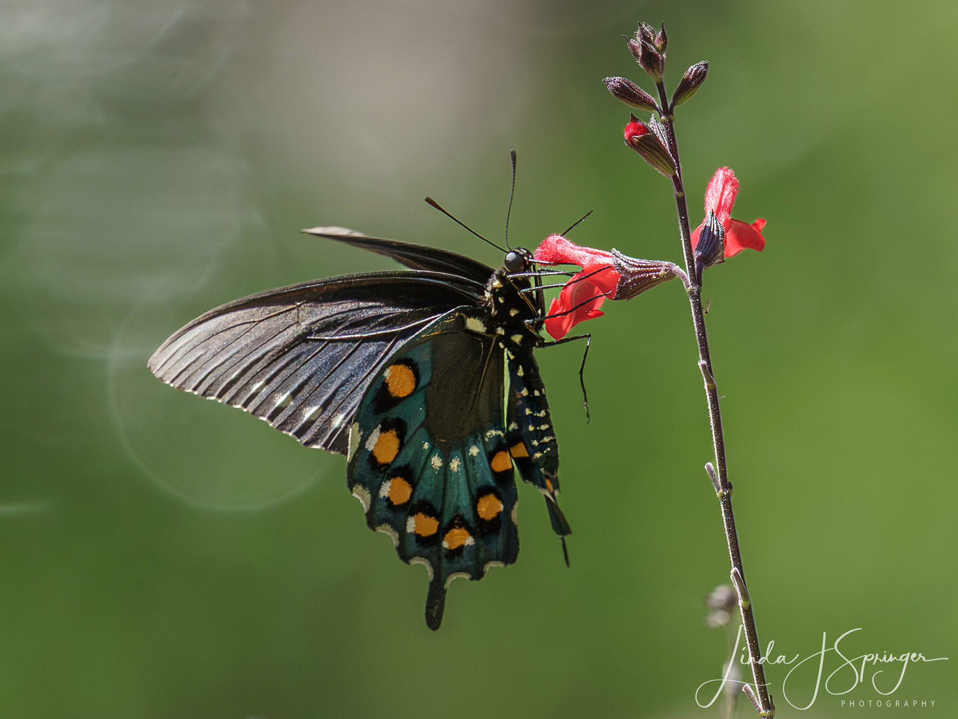 Pipevine Swallowtail