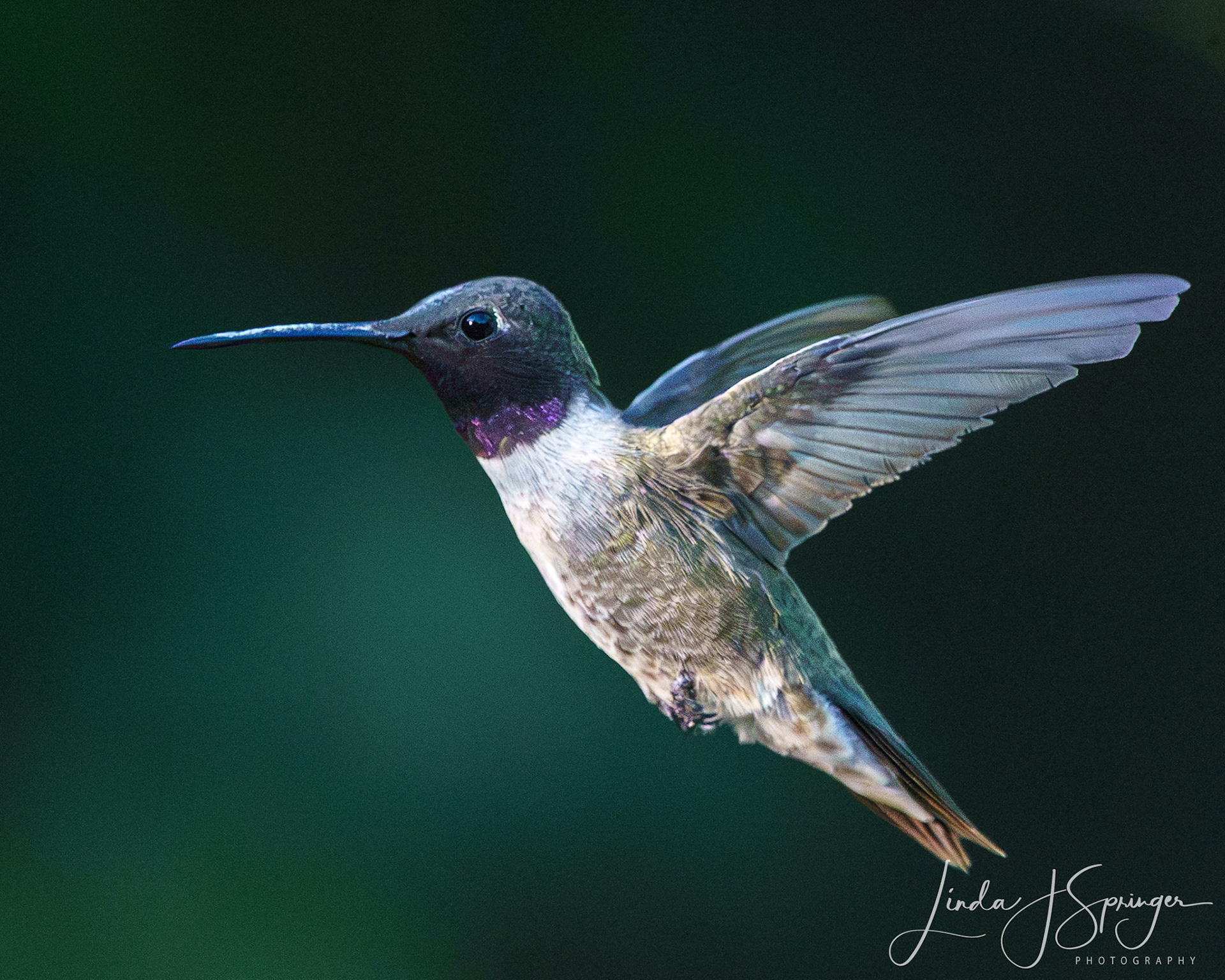 Black-chinned Hummingbird