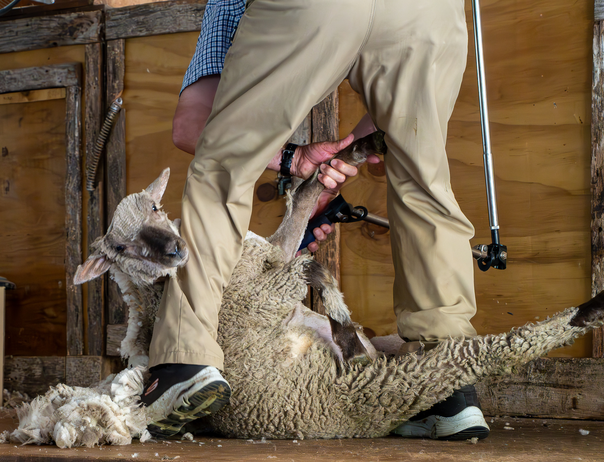 Lamb being sheared at Manderley Sheep Farm