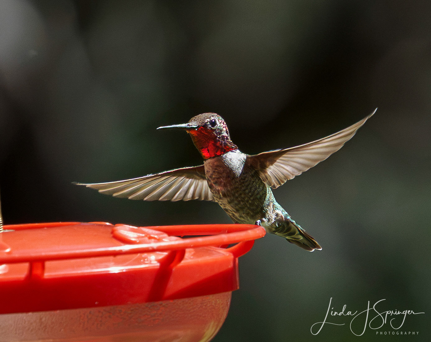 Anna's Hummingbird