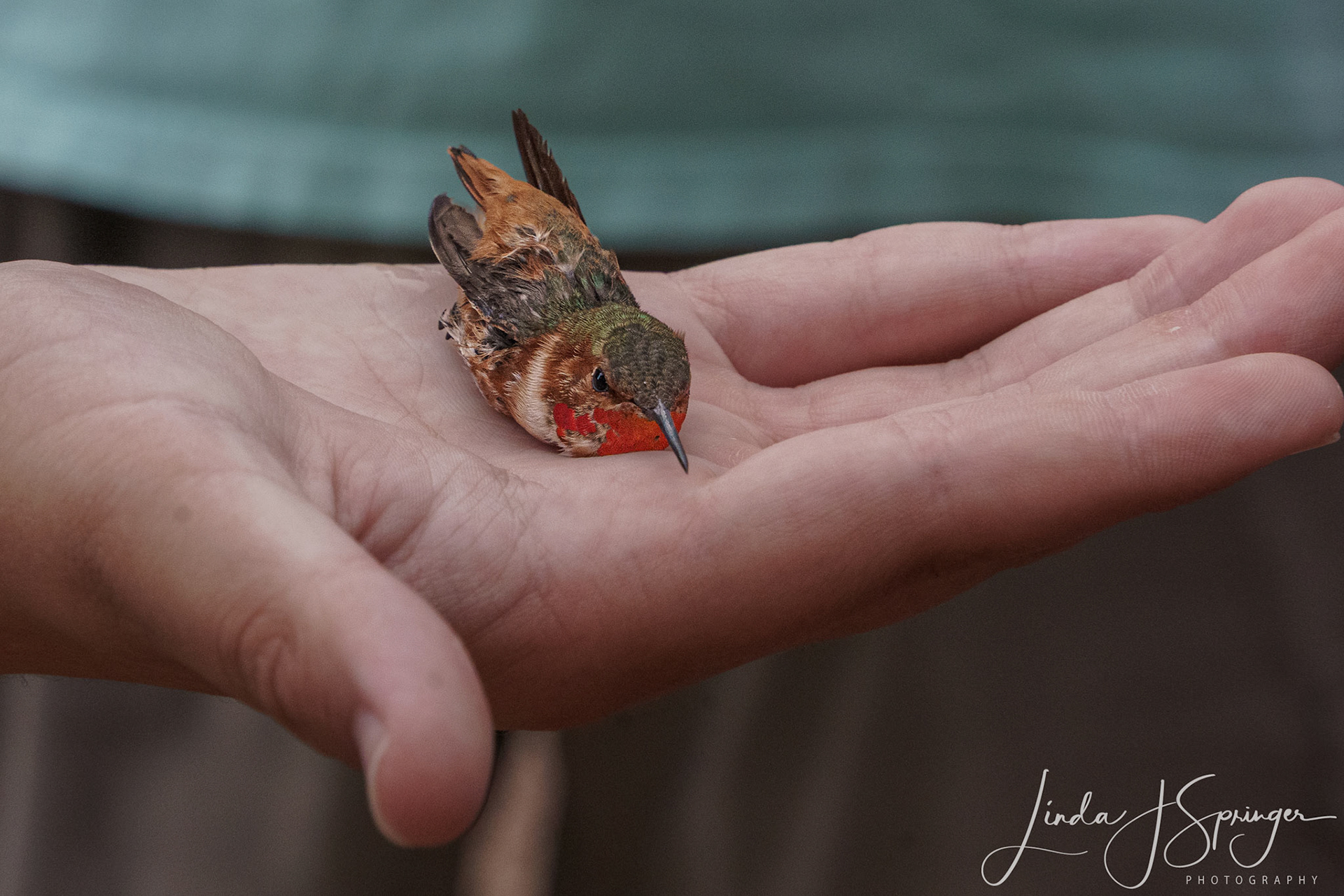 Allen's Hummingbird after banding, ready to be released