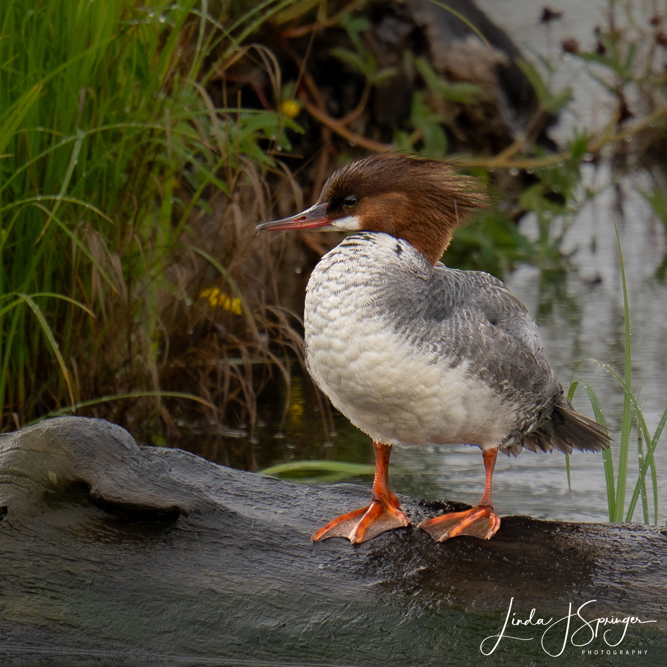 Common Merganser at Potter Marsh