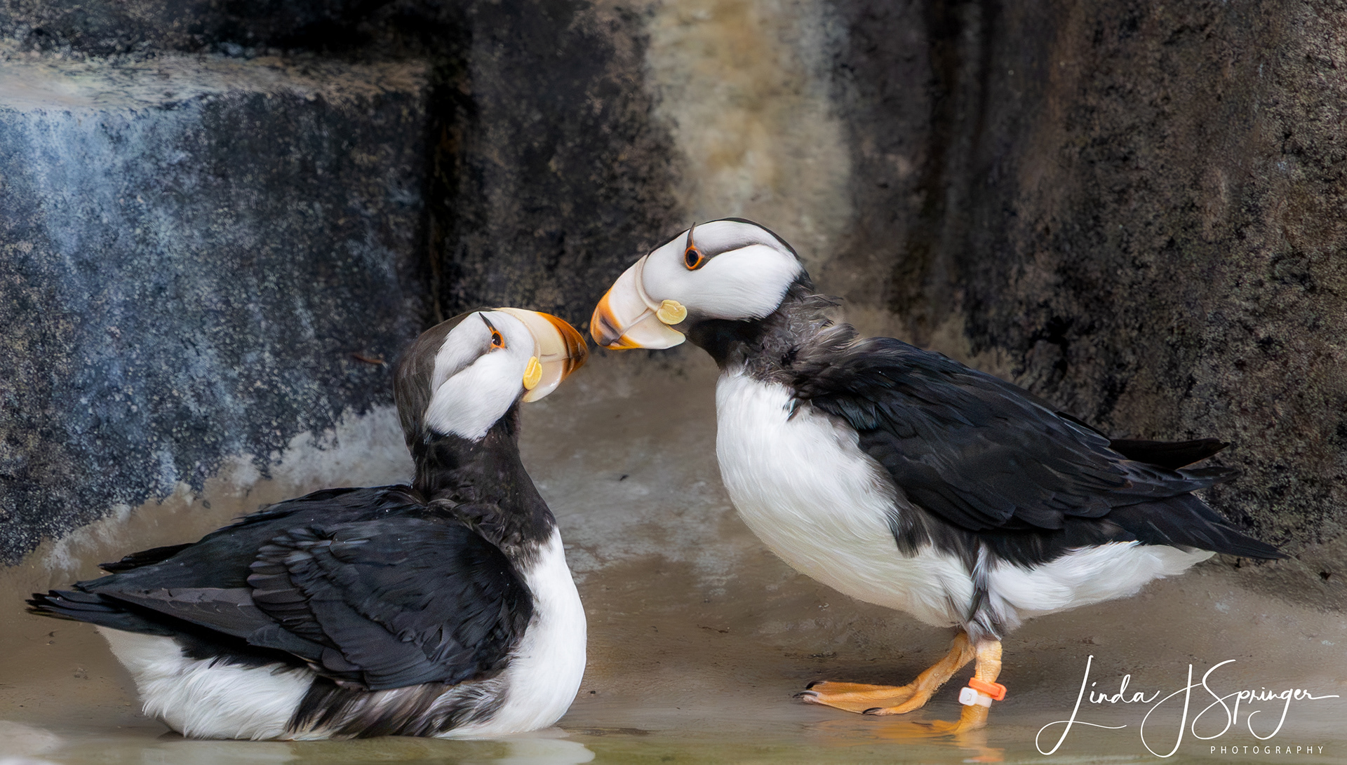 Horned Puffins at the Alaska SeaLife Center