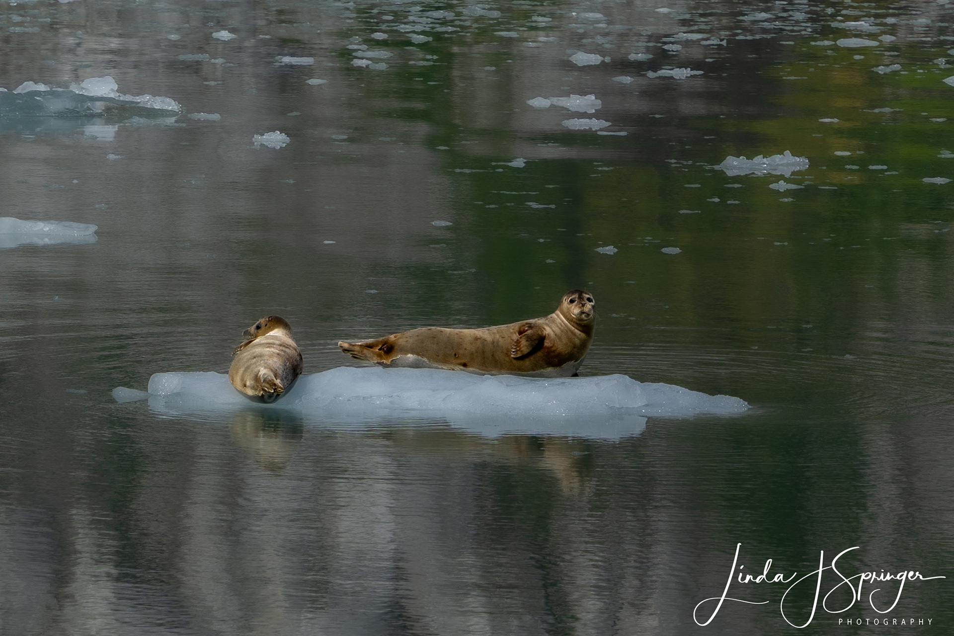 Harbor Seals floating on ice chunk