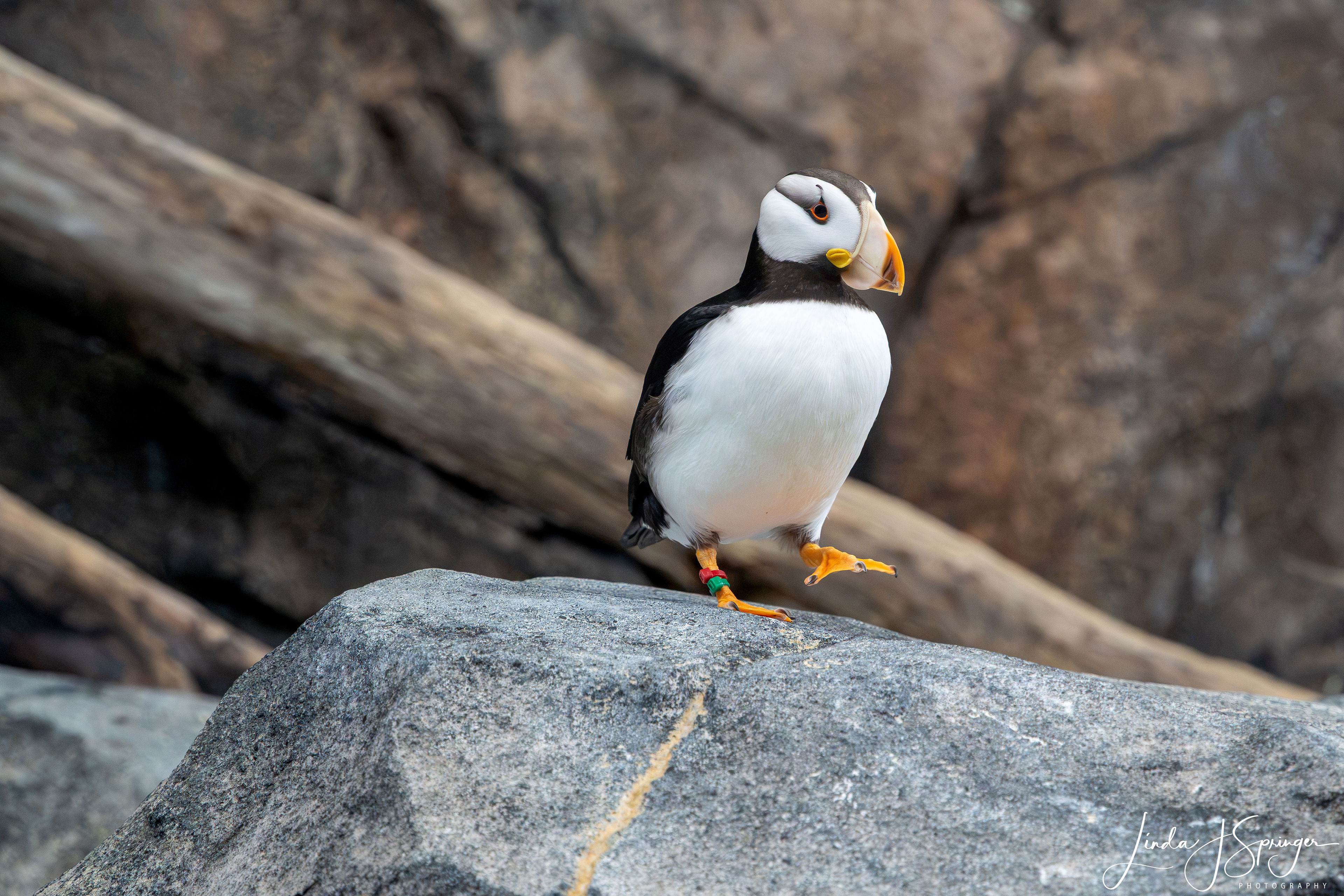 Horned Puffin at the Alaska SeaLife Center