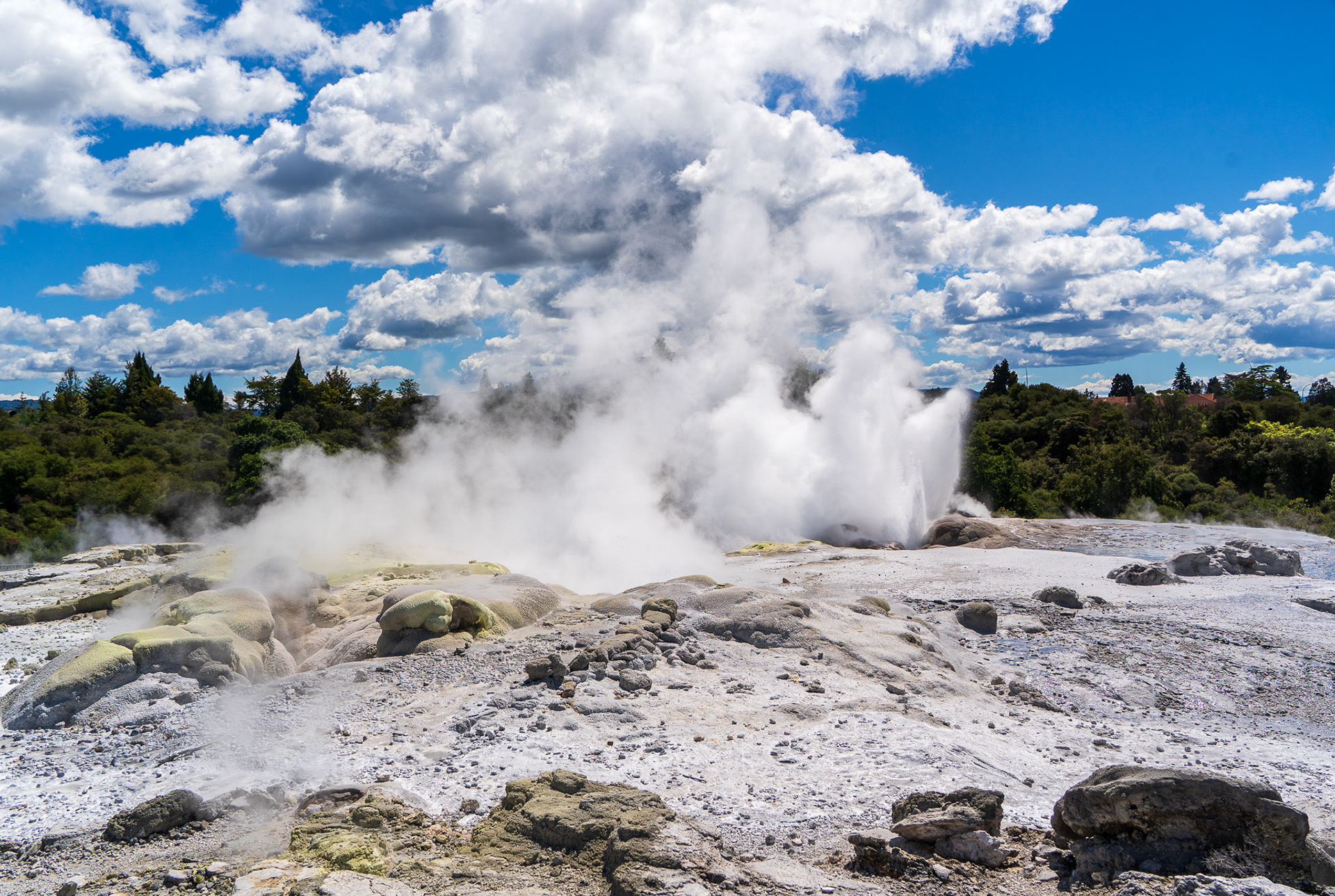 Geysers of Whakarewarewa