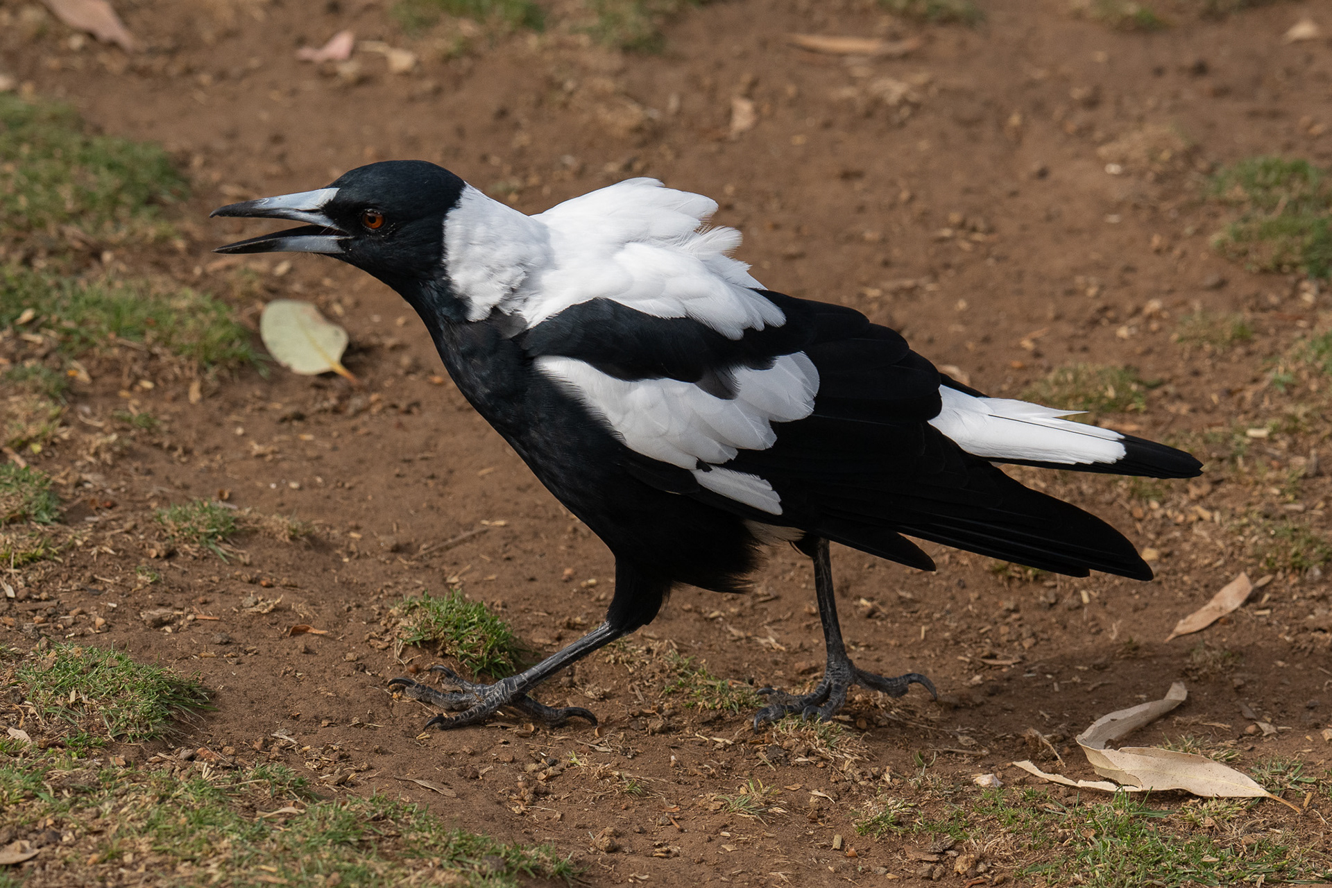 Bonorong Wildlife Sanctuary