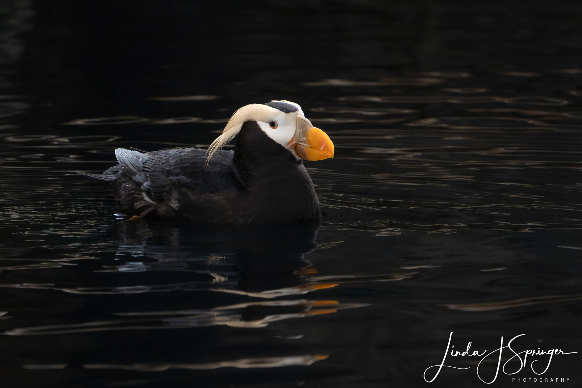 Tufted Puffin at the Alaska SeaLife Center
