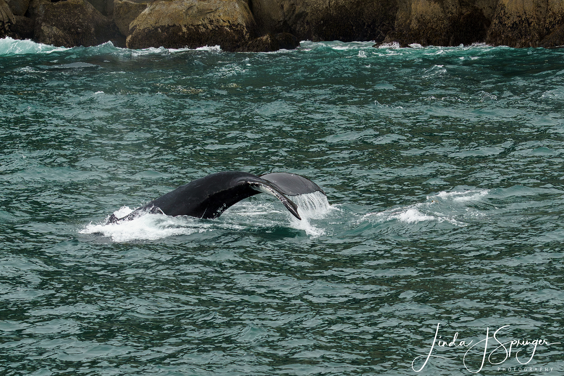 Humpback Whale - the Fluke