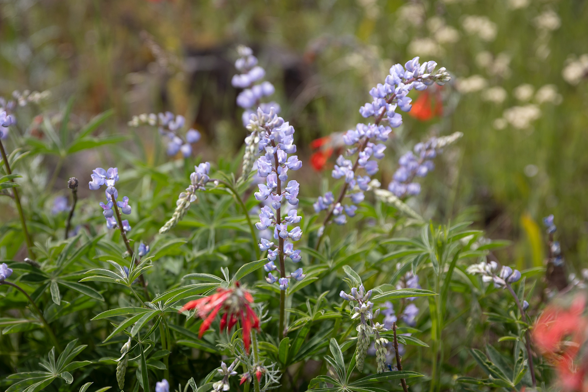 Wildflowers, Hells Canyon National Recreation Area
