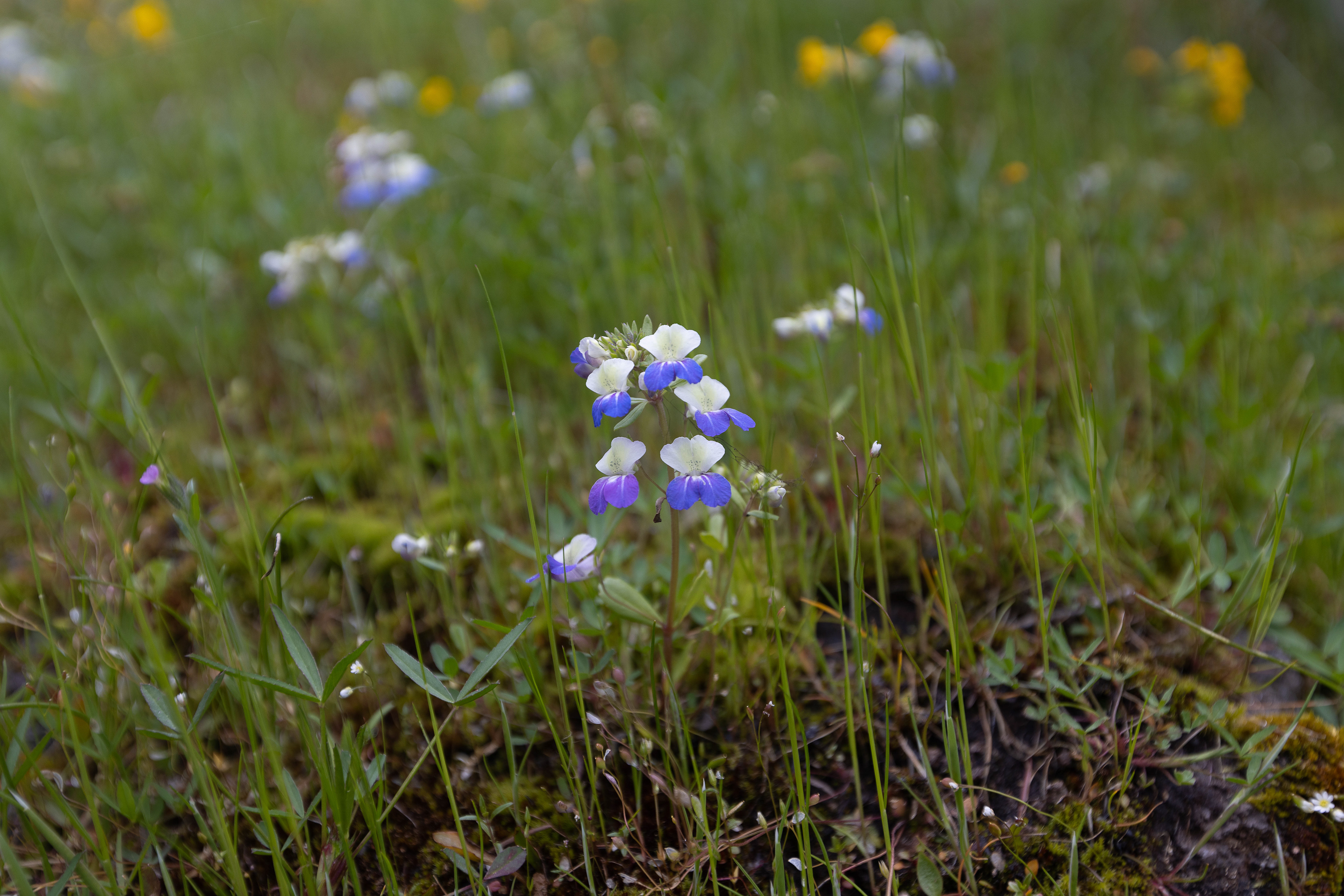 Wildflowers 2, Cascade Siskiyou National Monument