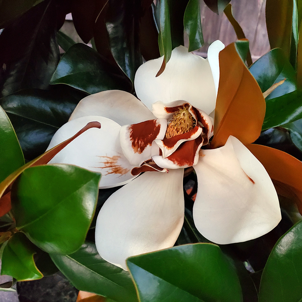 Mother's Day magnolia's first bloom, 8 years in the waiting