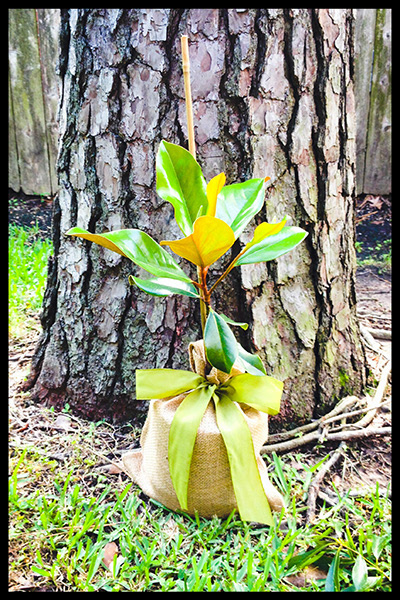 Humble beginnings of the Mother's Day magnolia