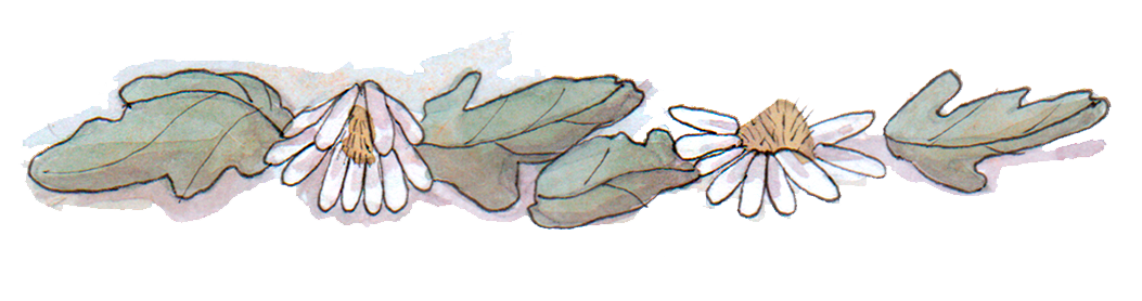 Ilustradora chilena