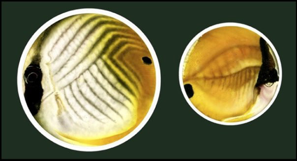 AIRBRUSH PAITING