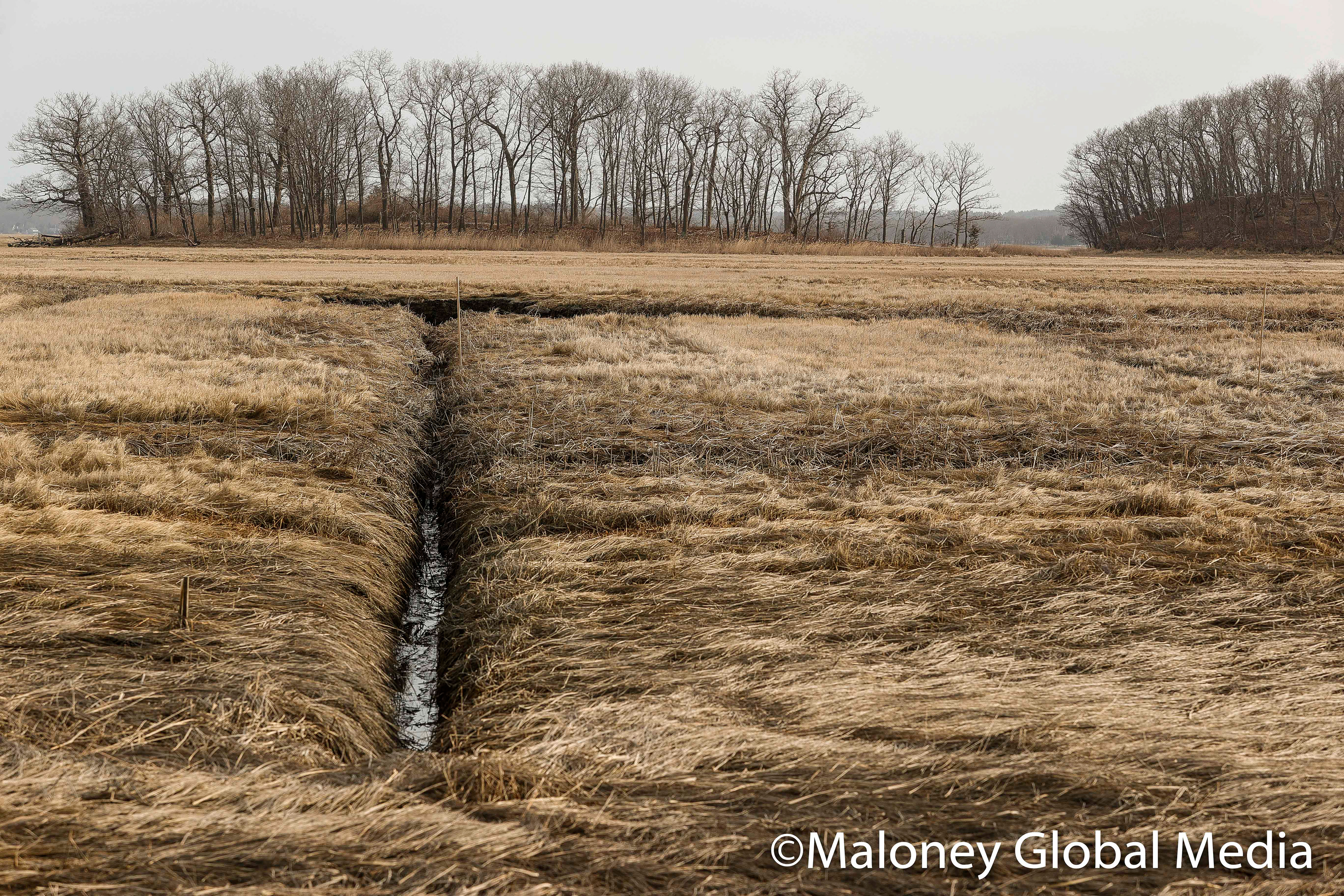 Marshes at Plum Island, Massachusetts