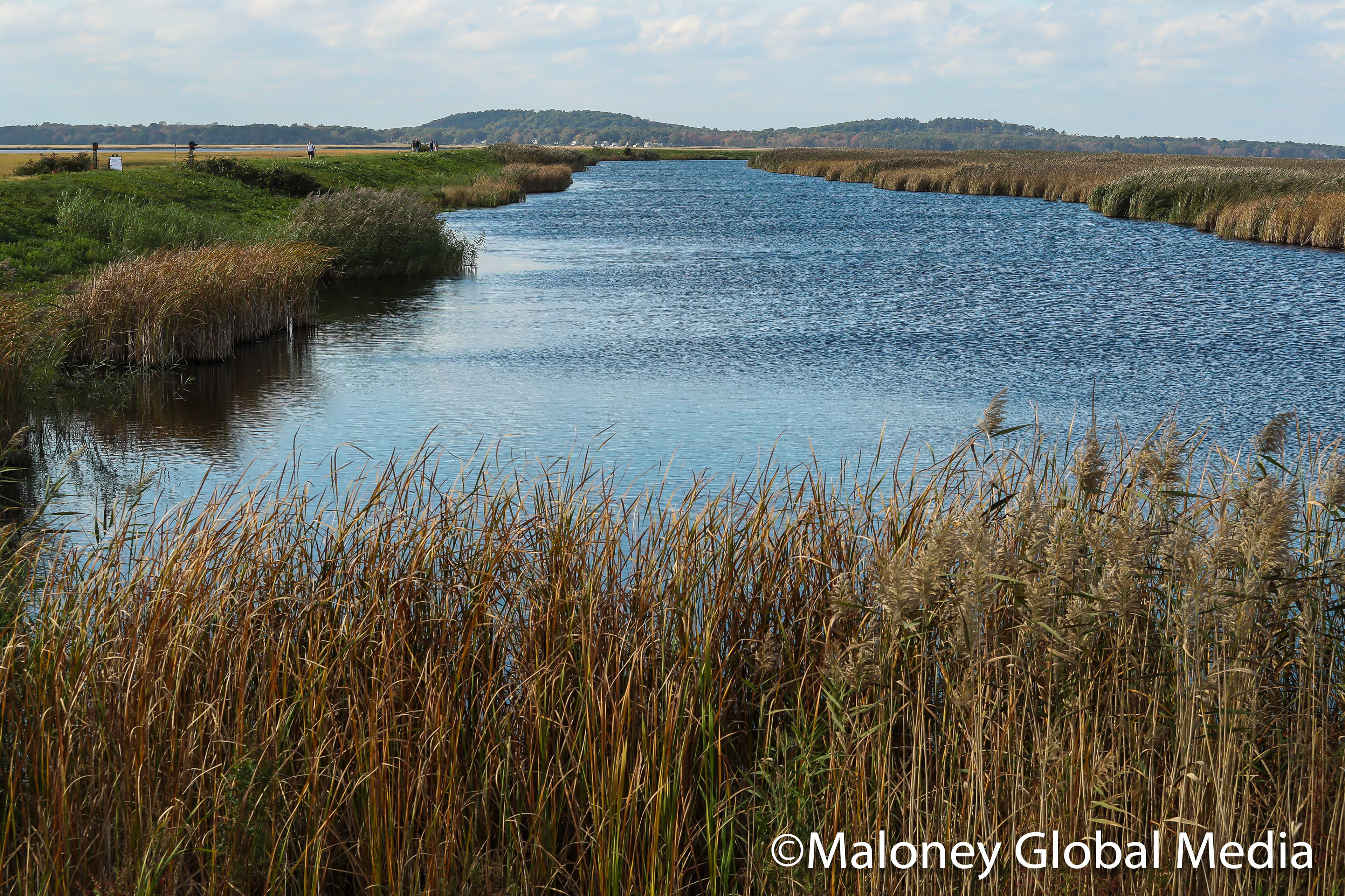 Marshes, Plum Island, Massachusetts