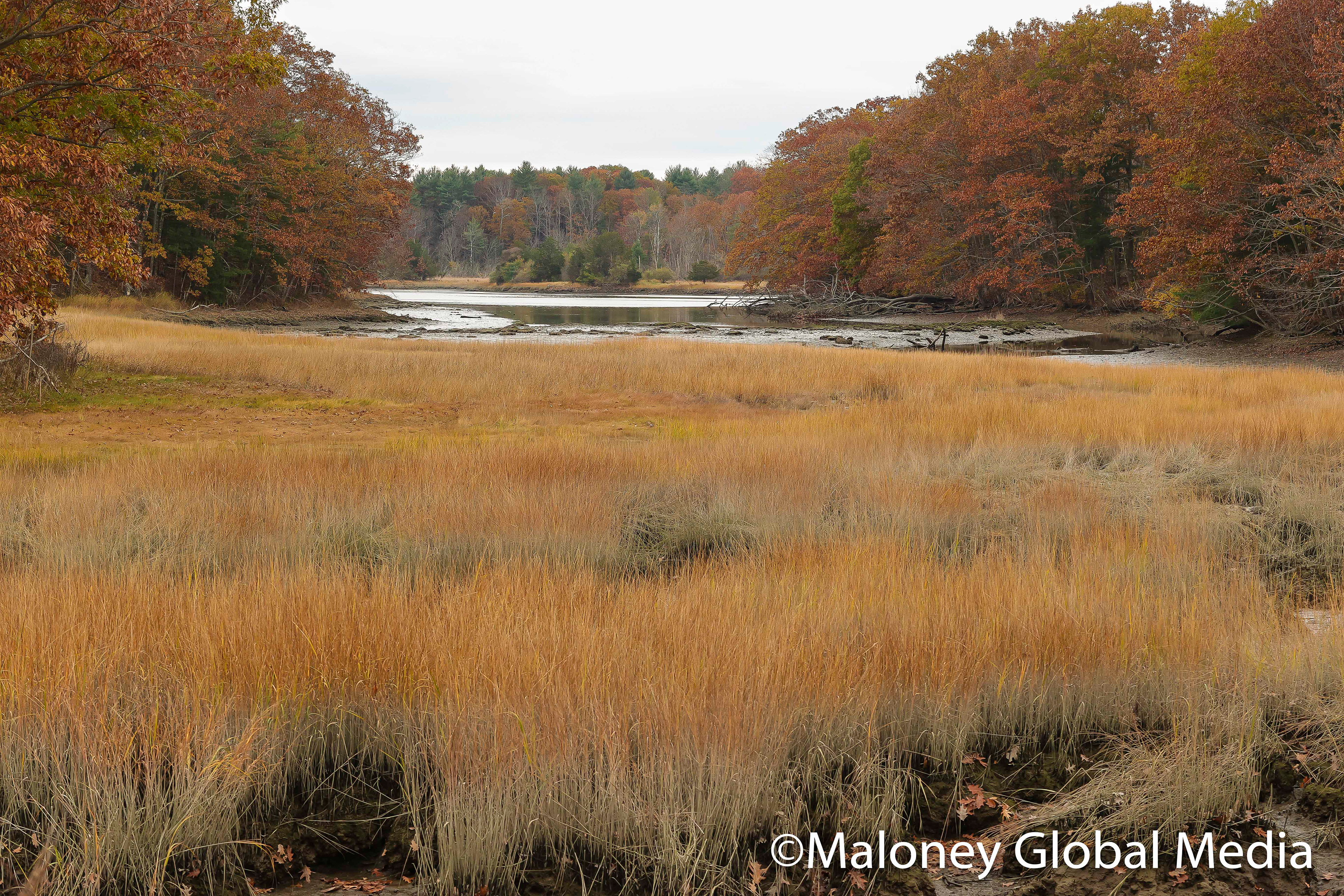 Fall colors, NH
