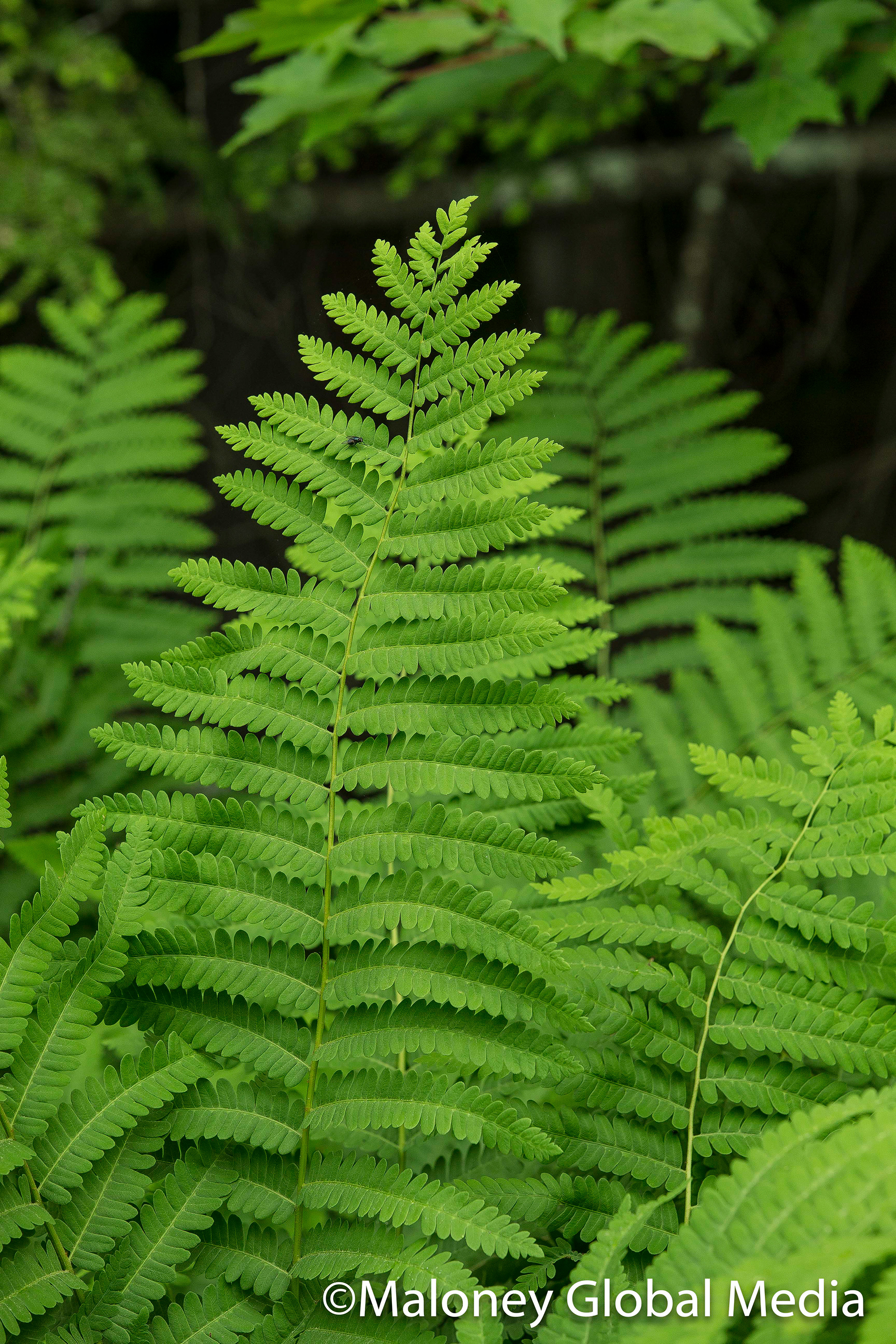 Wood Ferns