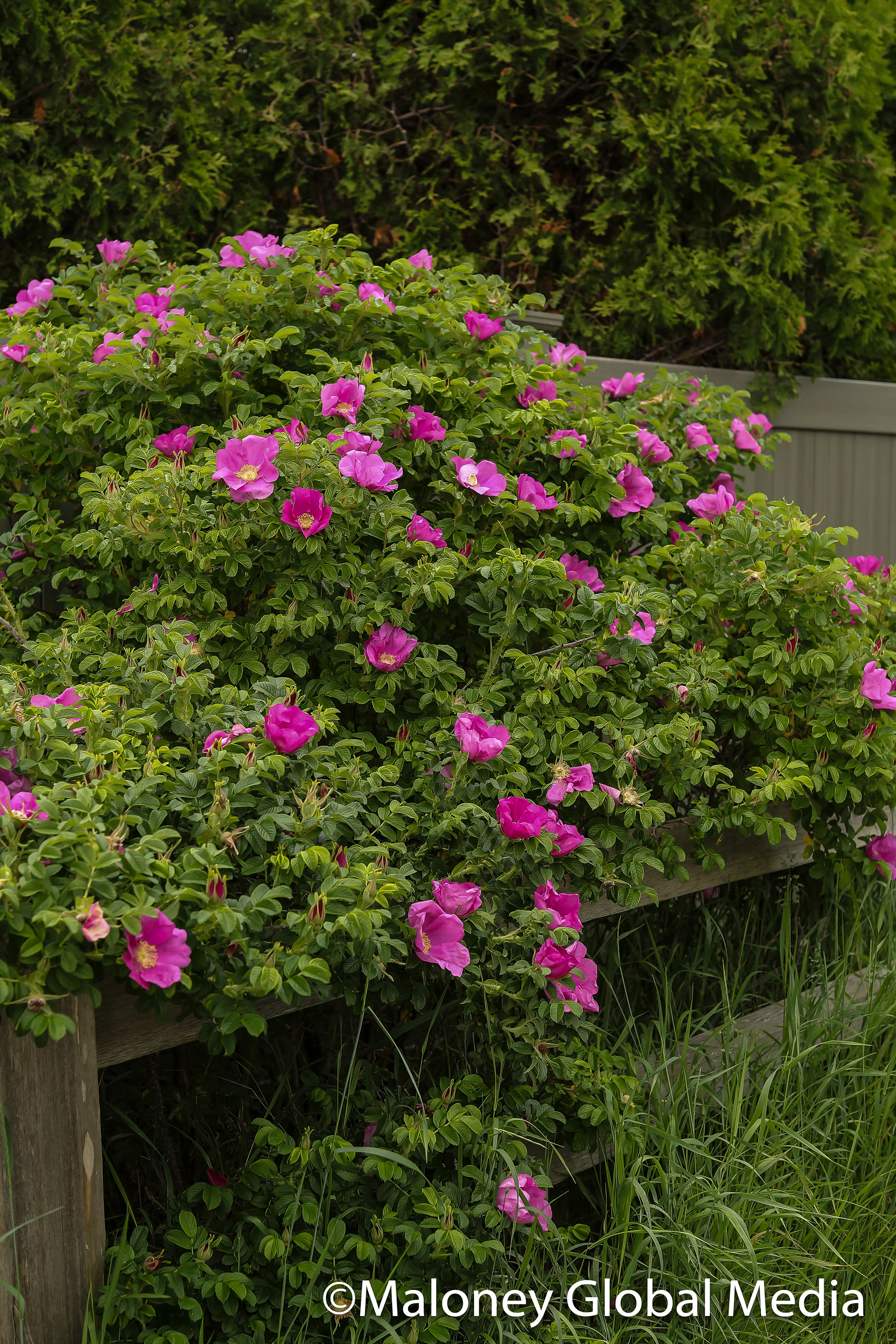 Rye, NH, Pink Rugosa