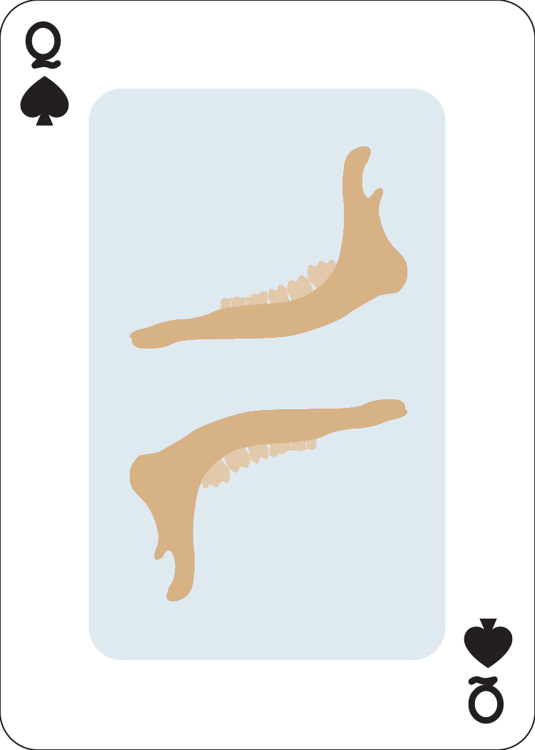 queen of spades - deer jawbones