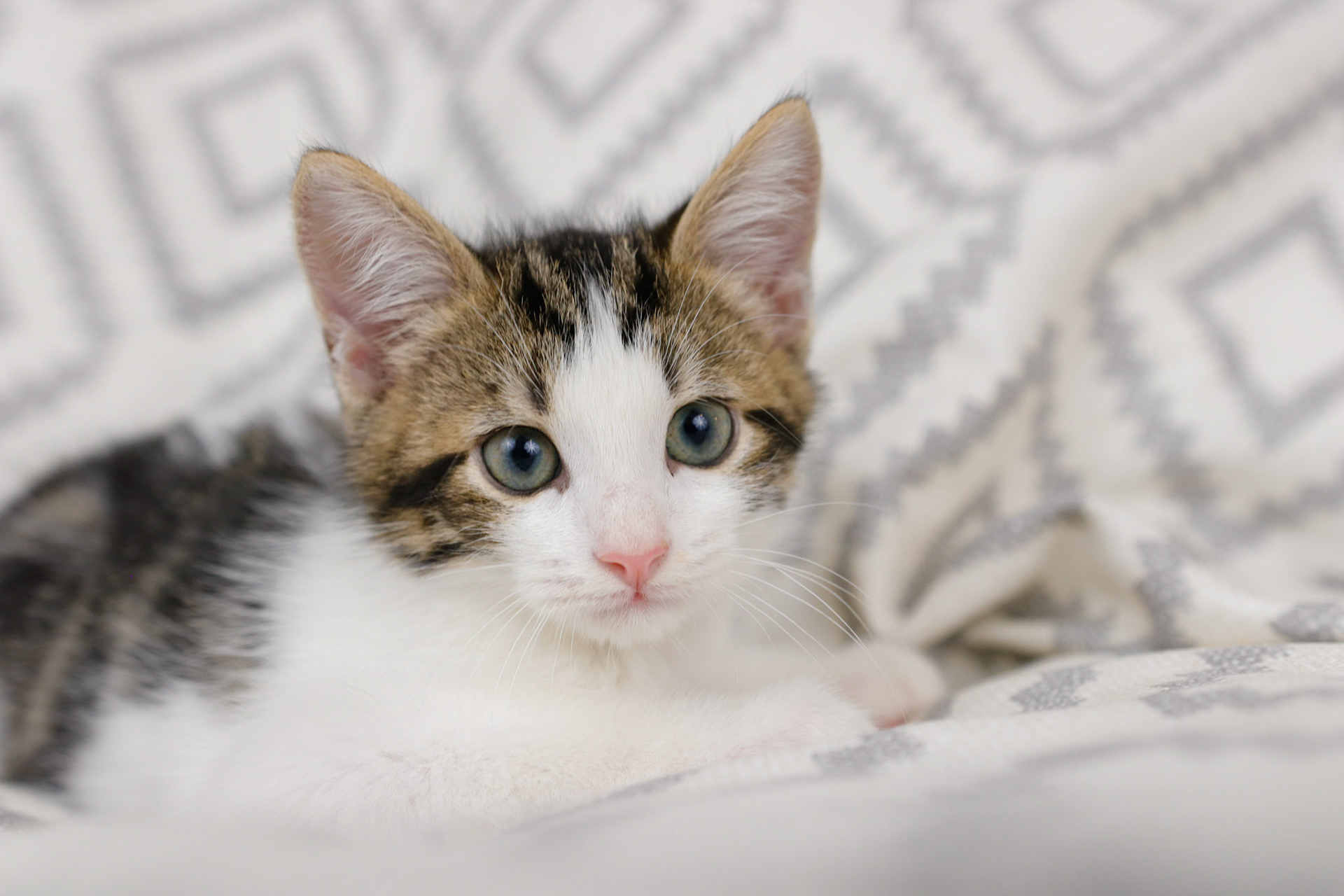 Feline photography