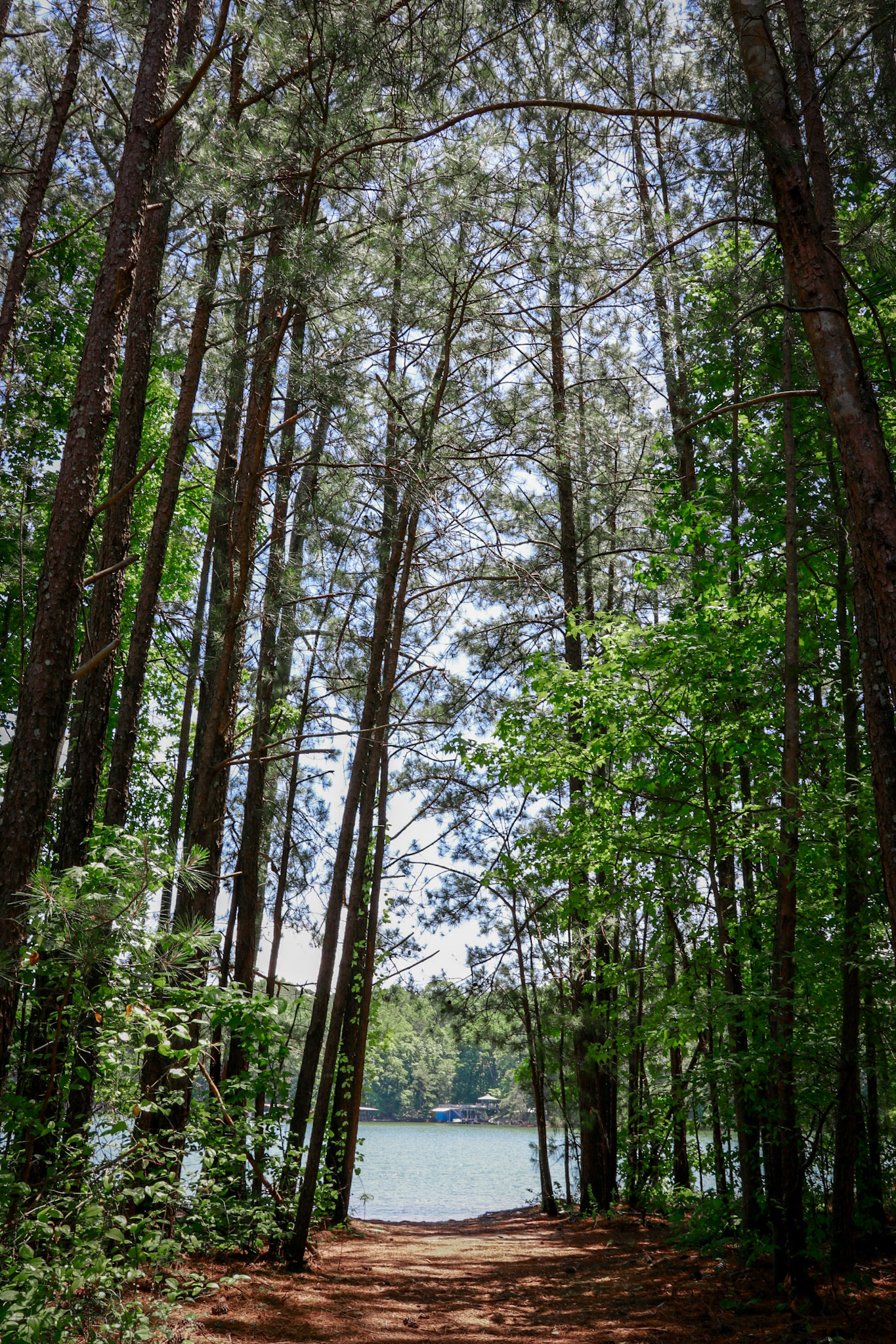 Tall pines in north Georgia