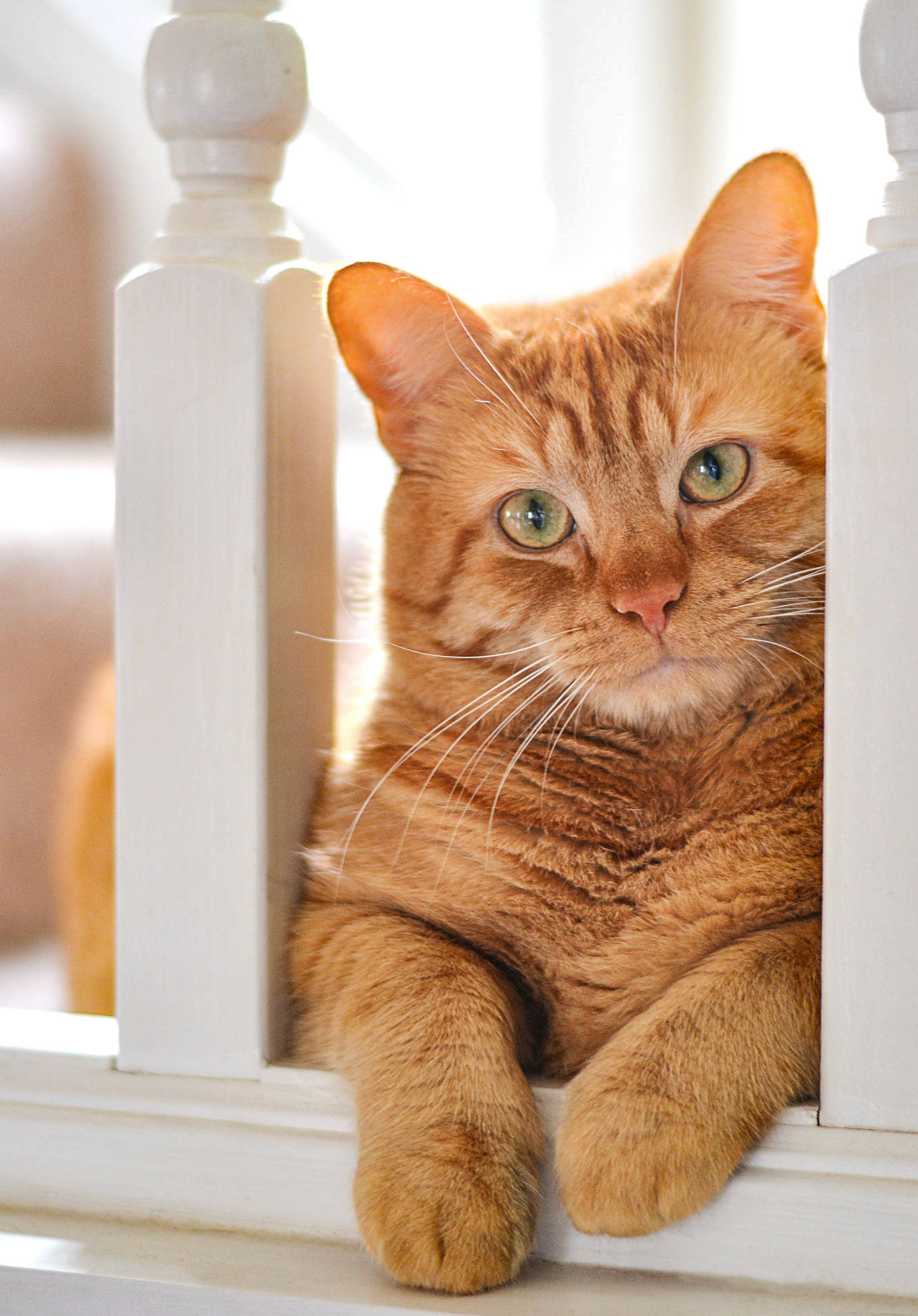 Feline photography